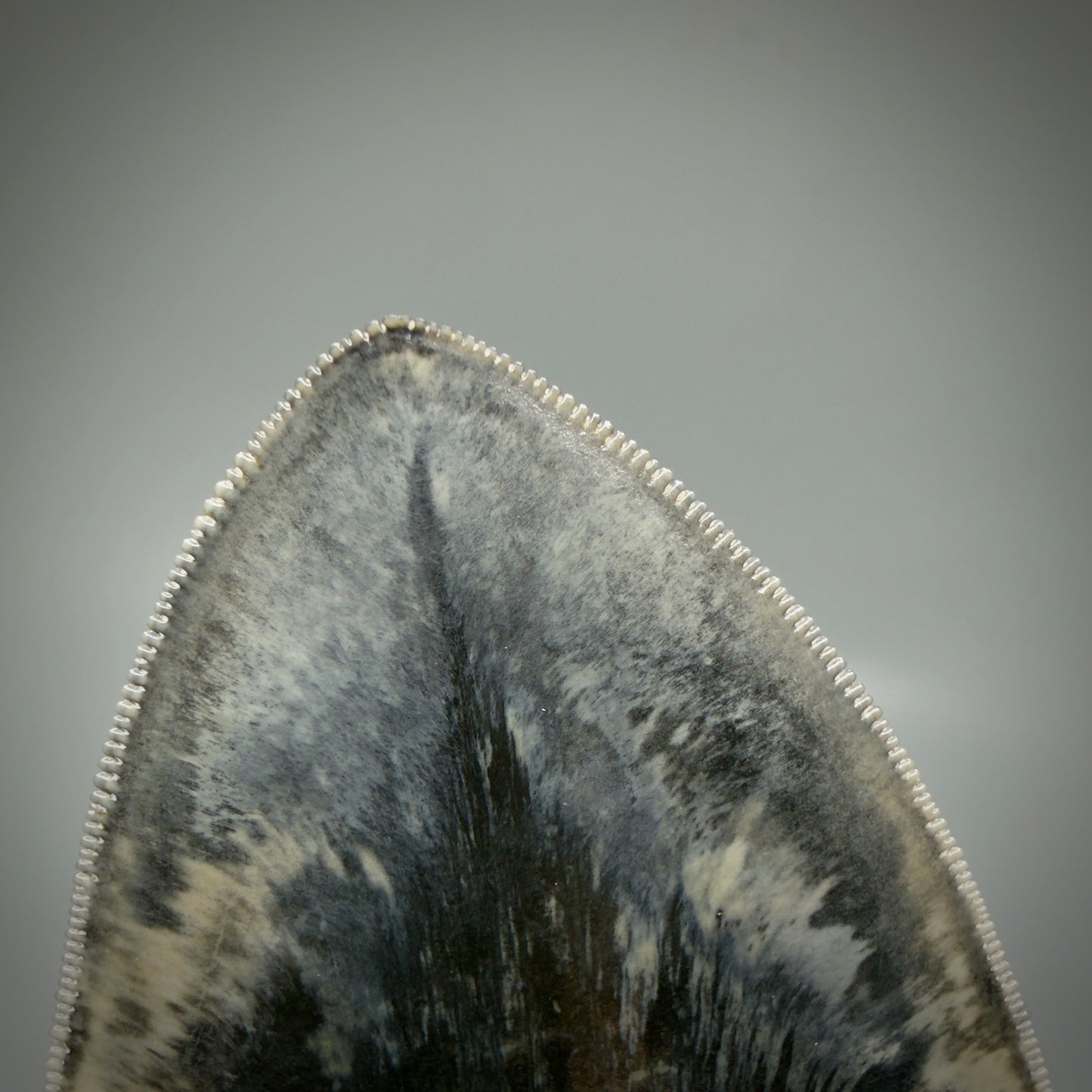 Tip detail View Authentic, Collector's quality 5.63″ Colorful Megalodon Tooth – West Java Indonesia CM6158 - 1