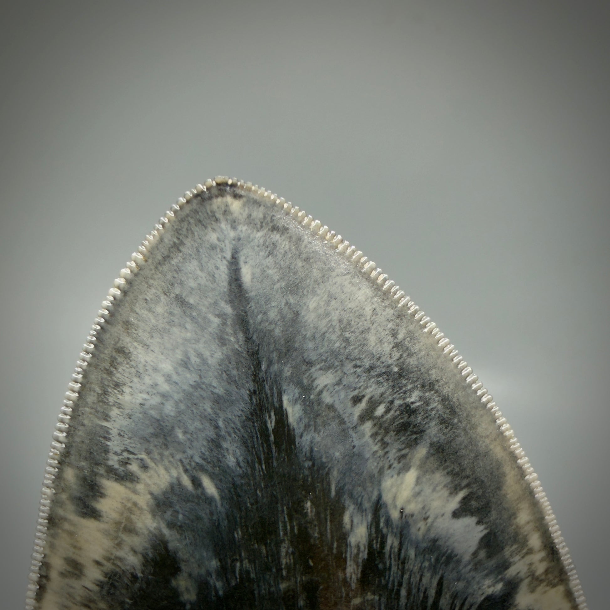 Tip detail View Authentic, Collector's quality 5.63″ Colorful Megalodon Tooth – West Java Indonesia CM6158 - 1