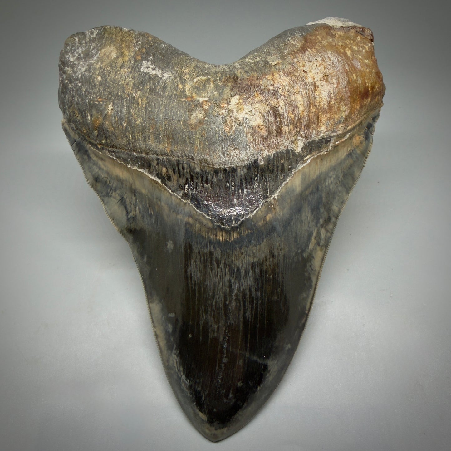 Front View Authentic, Collector's quality 5.63″ Colorful Megalodon Tooth – West Java Indonesia CM6158 - 1