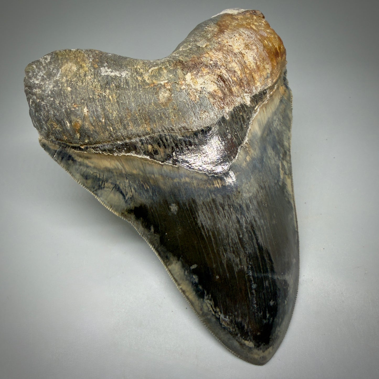 Front Left View Authentic, Collector's quality 5.63″ Colorful Megalodon Tooth – West Java Indonesia CM6158