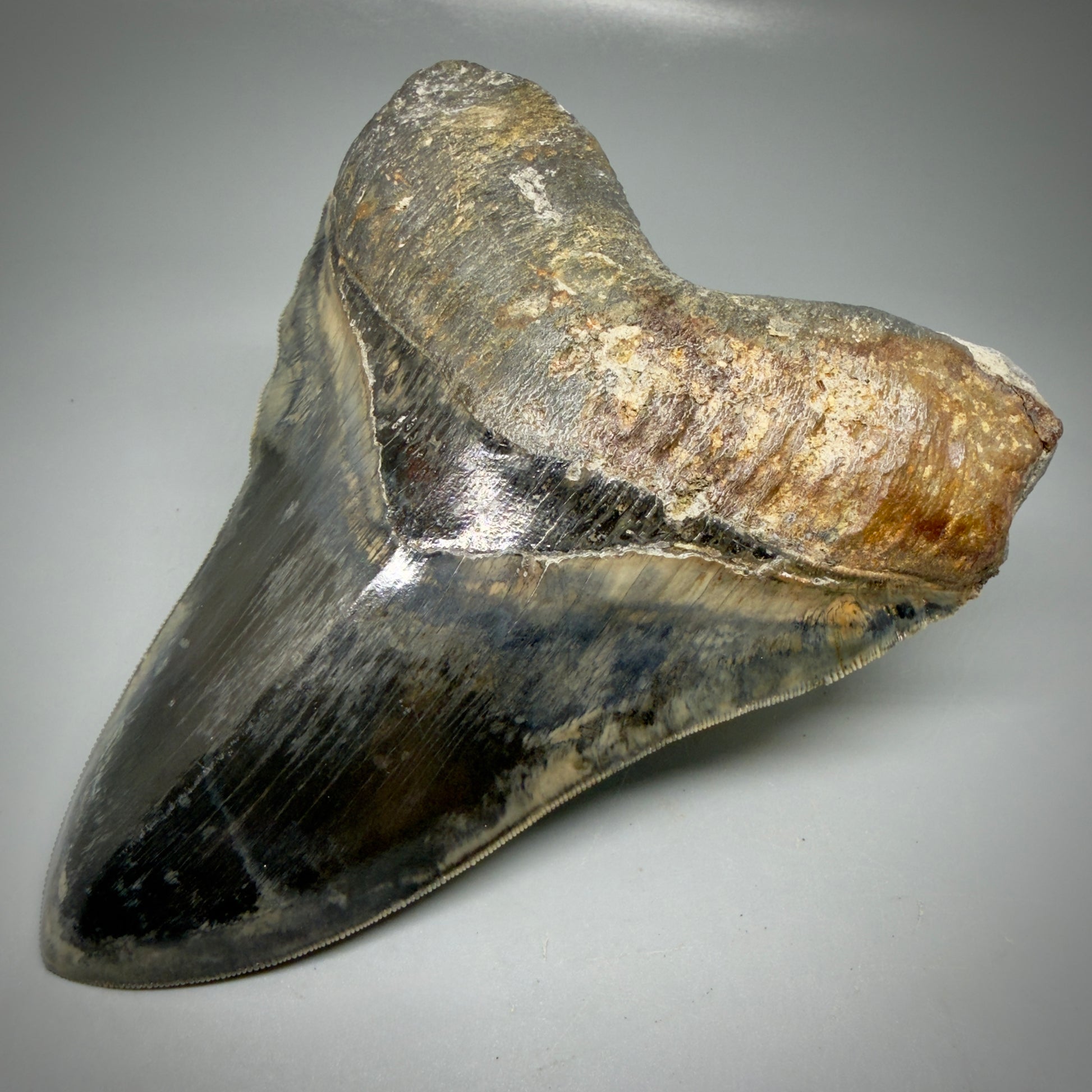 Front Right View Authentic, Collector's quality 5.63″ Colorful Megalodon Tooth – West Java Indonesia CM6158