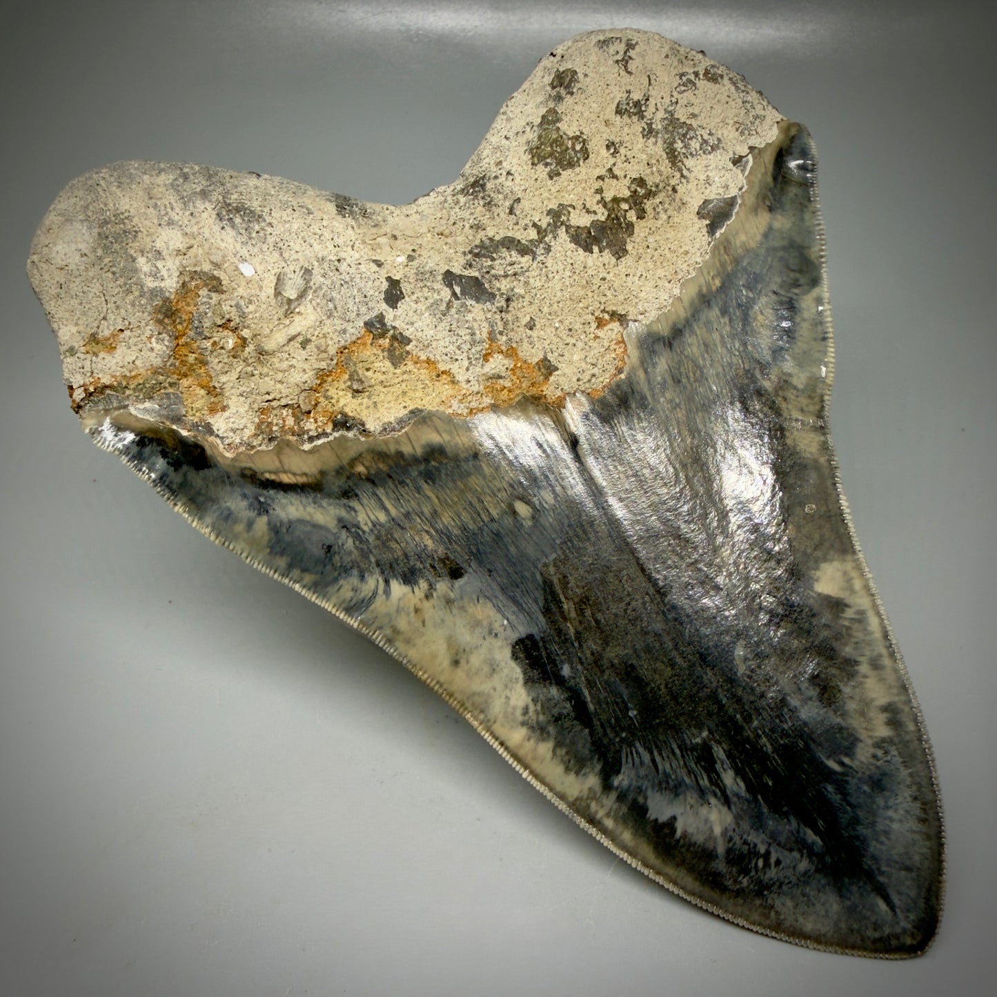 Back Left View Authentic, Collector's quality 5.63″ Colorful Megalodon Tooth – West Java Indonesia CM6158