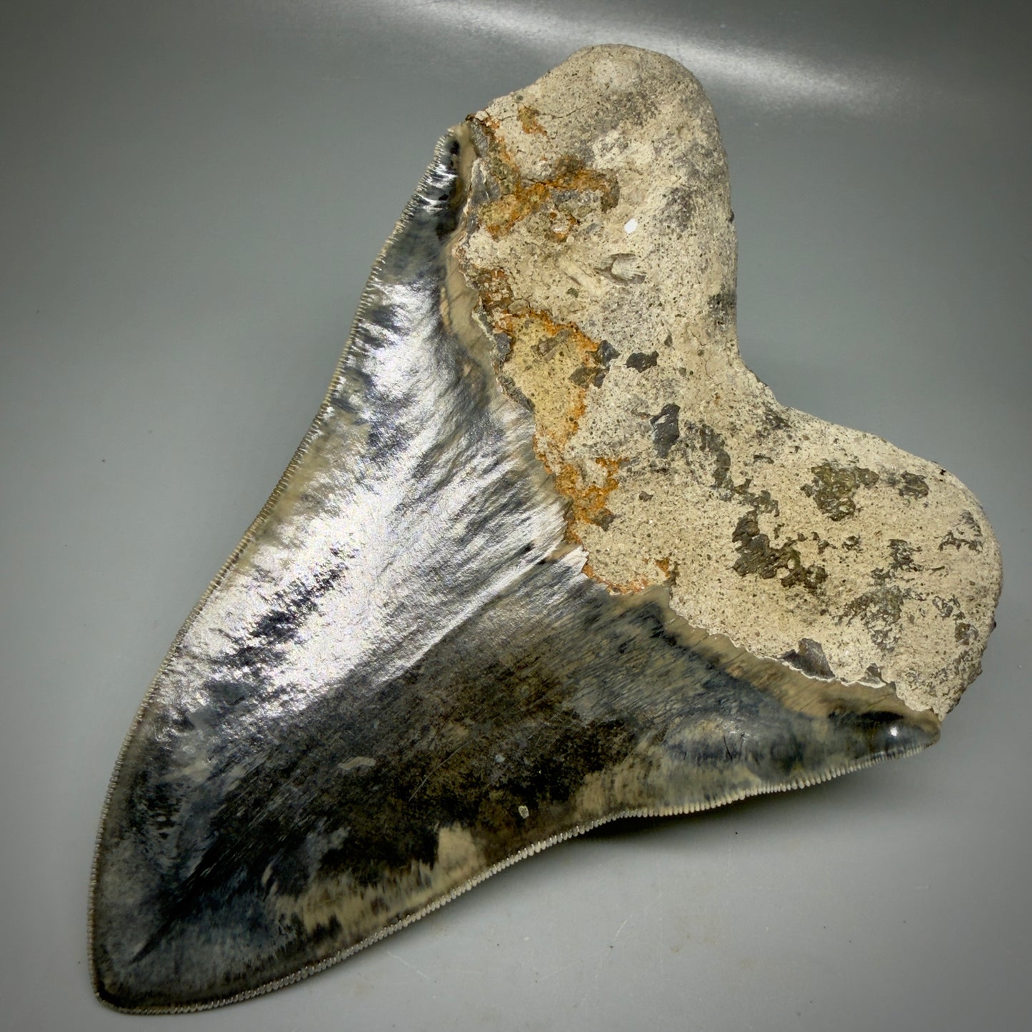 Authentic, Collector's quality 5.63″ Colorful Megalodon Tooth – West Java Indonesia