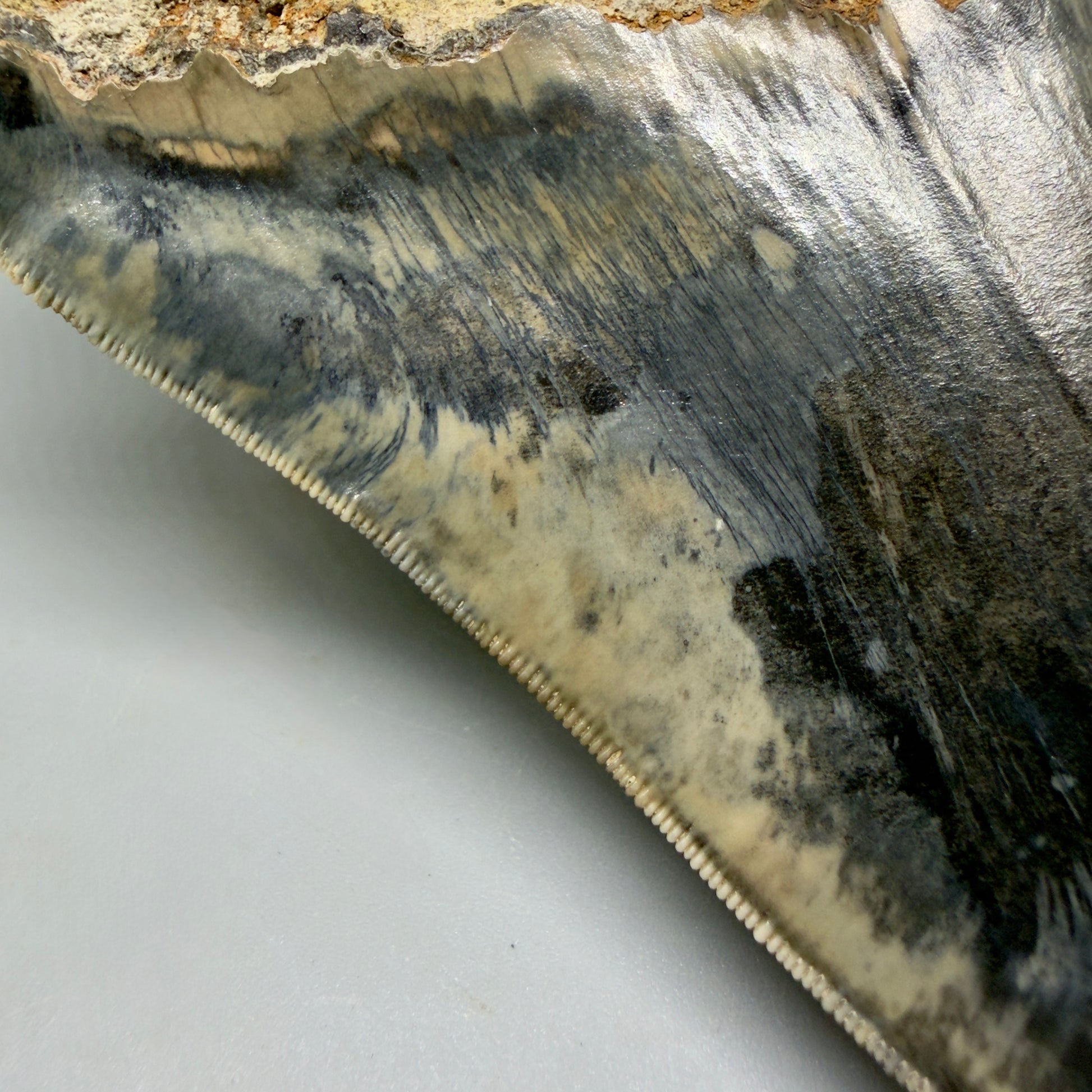 Serrations details View Authentic, Collector's quality 5.63″ Colorful Megalodon Tooth – West Java Indonesia CM6158