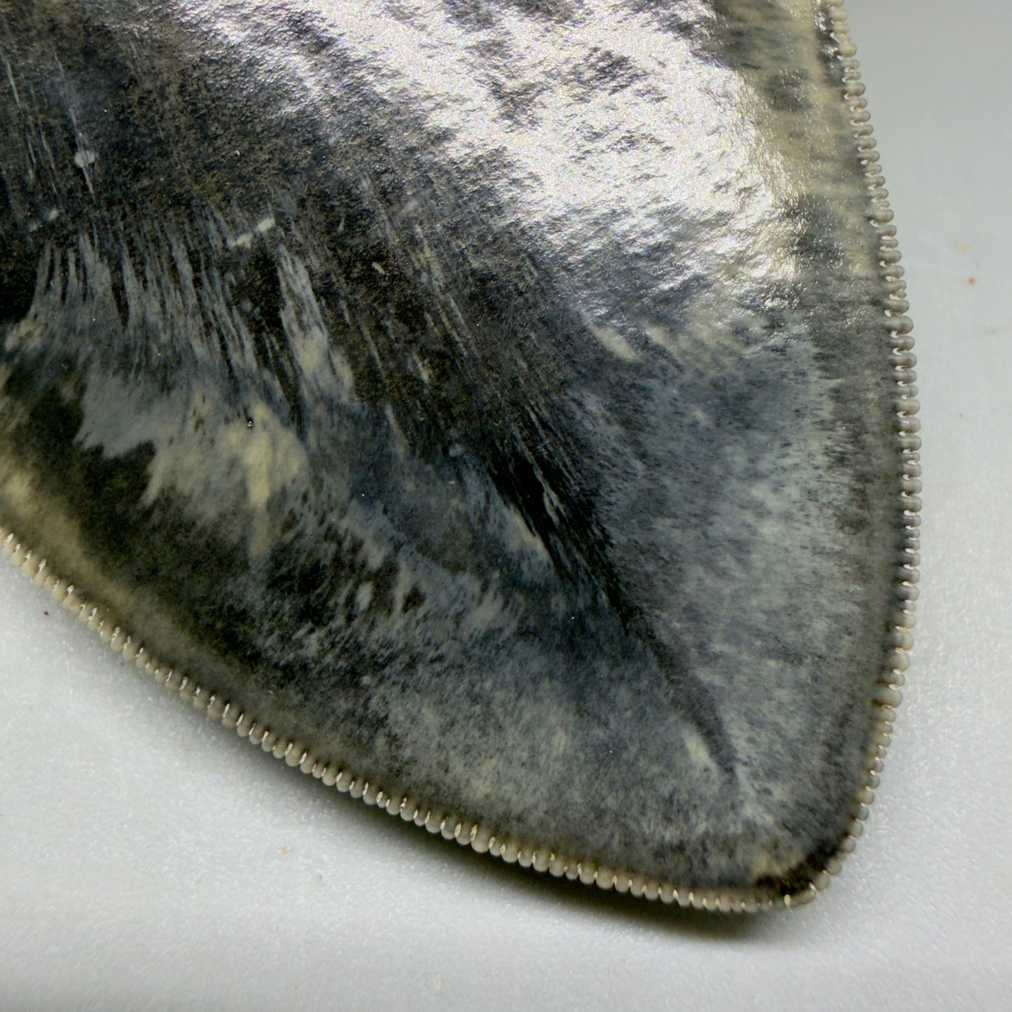 Tip detail View Authentic, Collector's quality 5.63″ Colorful Megalodon Tooth – West Java Indonesia CM6158