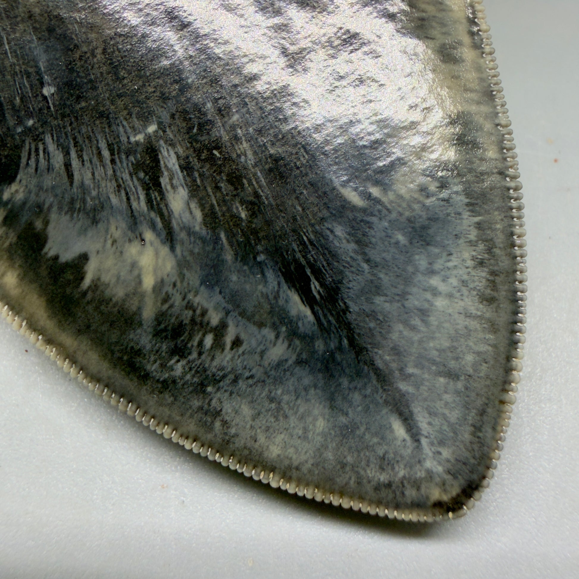 Tip detail View Authentic, Collector's quality 5.63″ Colorful Megalodon Tooth – West Java Indonesia CM6158