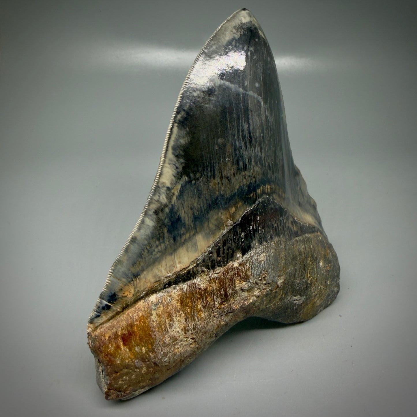 Front Left View Authentic, Collector's quality 5.63″ Colorful Megalodon Tooth – West Java Indonesia CM6158 - 1