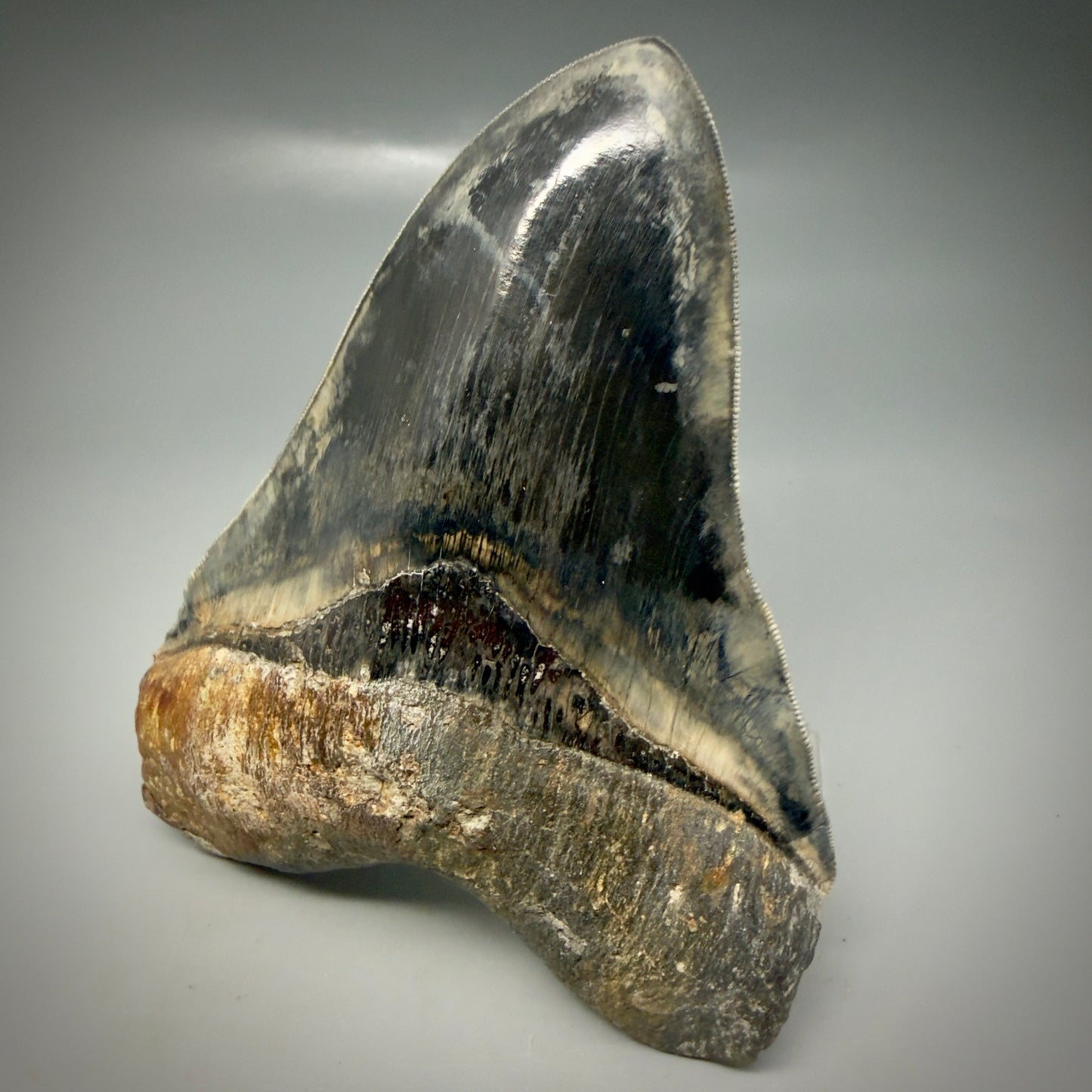 Front Right View Authentic, Collector's quality 5.63″ Colorful Megalodon Tooth – West Java Indonesia CM6158 - 1