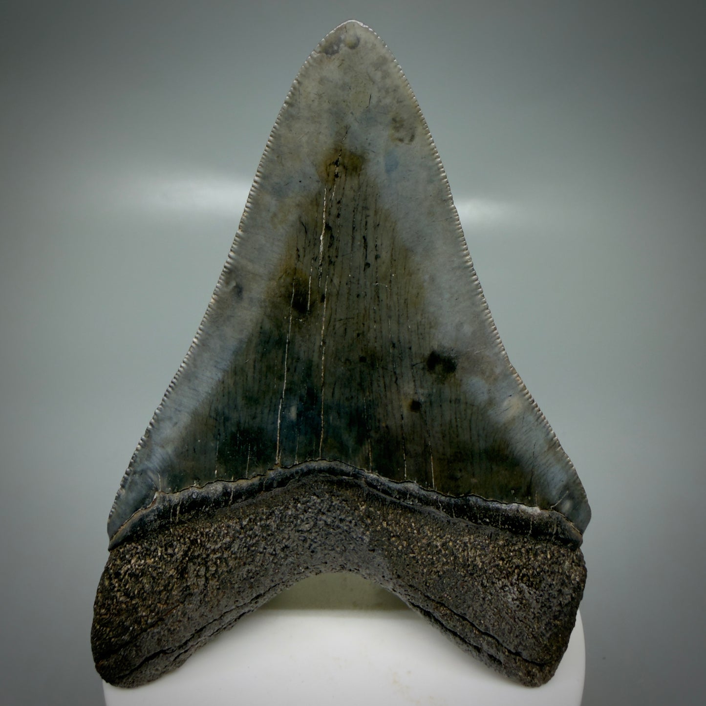 Back View 3.66" Fossil Megalodon Shark Tooth - Georgia - sharply serrated - Collector's Quality CM6153