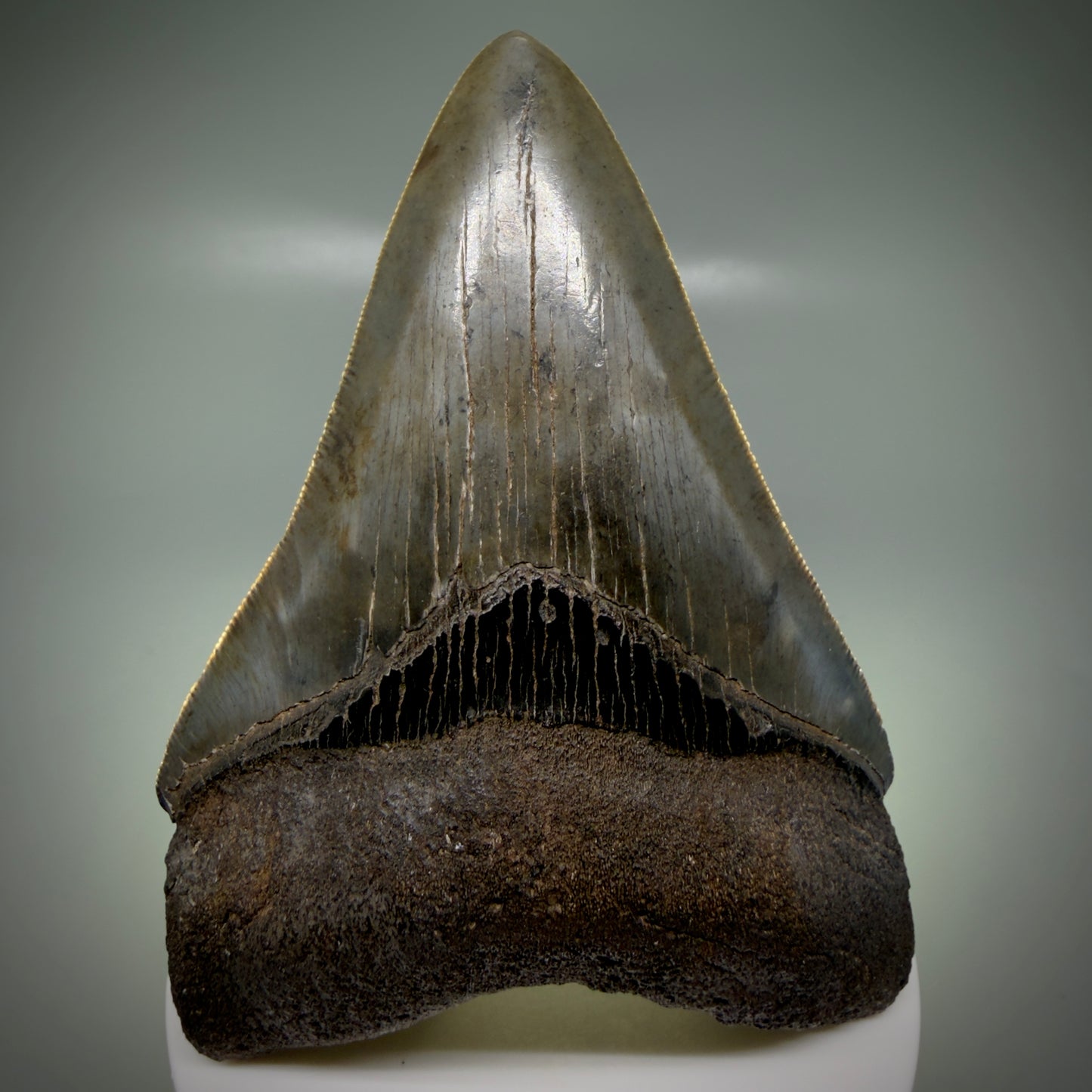 Front View 3.66" Fossil Megalodon Shark Tooth - Georgia - sharply serrated - Collector's Quality CM6153 - 3