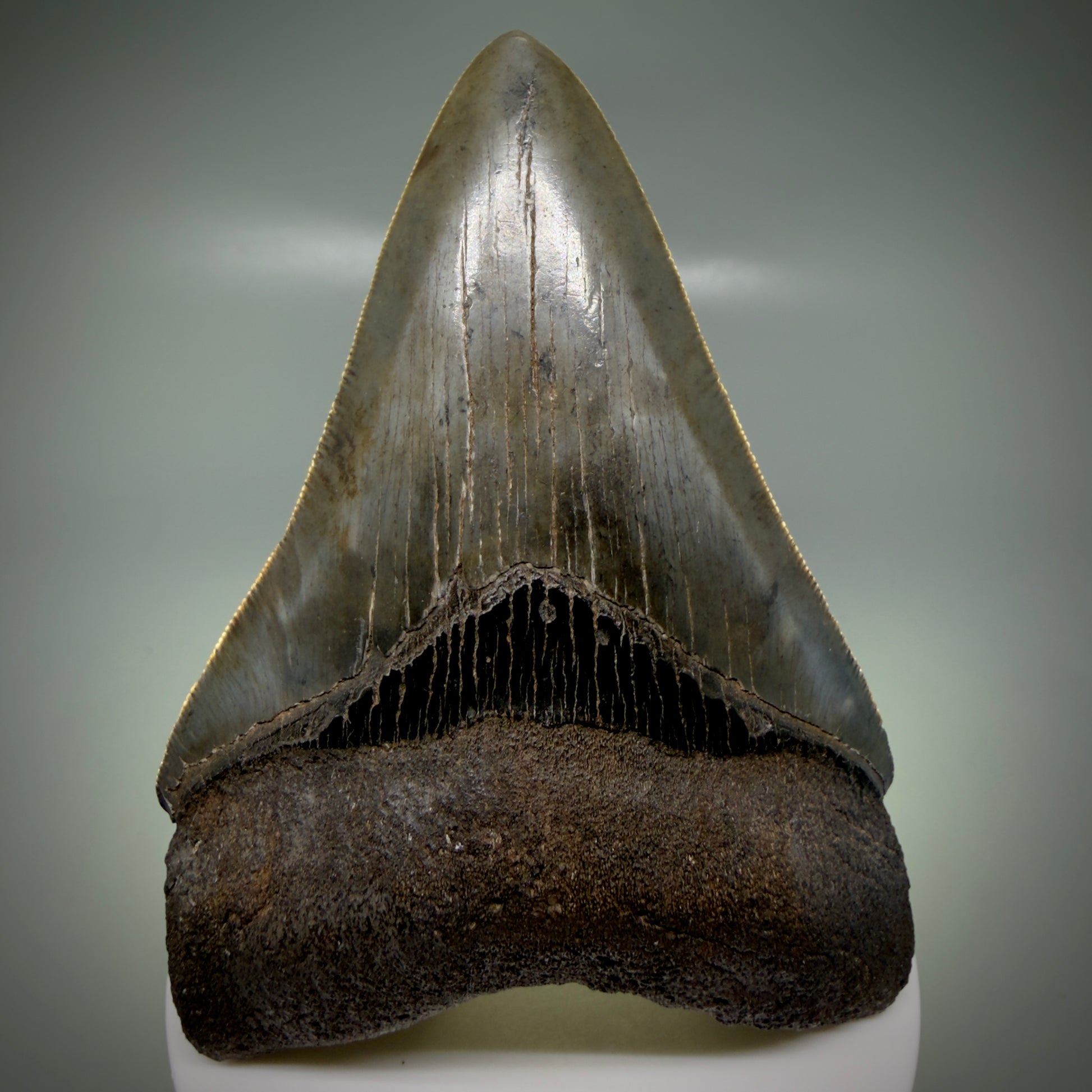 Front View 3.66" Fossil Megalodon Shark Tooth - Georgia - sharply serrated - Collector's Quality CM6153 - 3