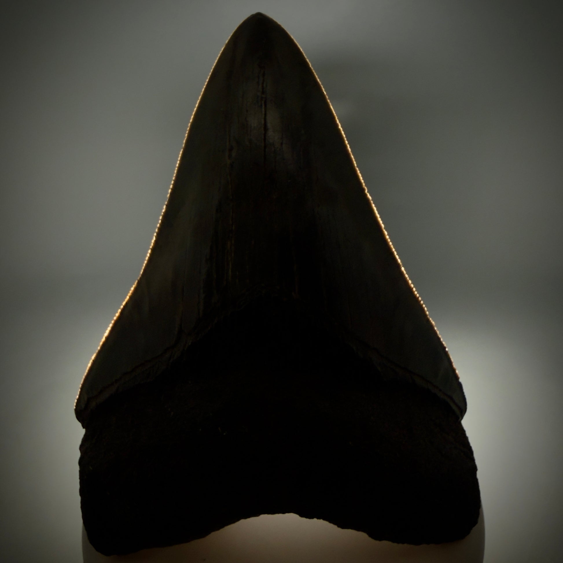 Front View 3.66" Fossil Megalodon Shark Tooth - Georgia - sharply serrated - Collector's Quality CM6153 - 1