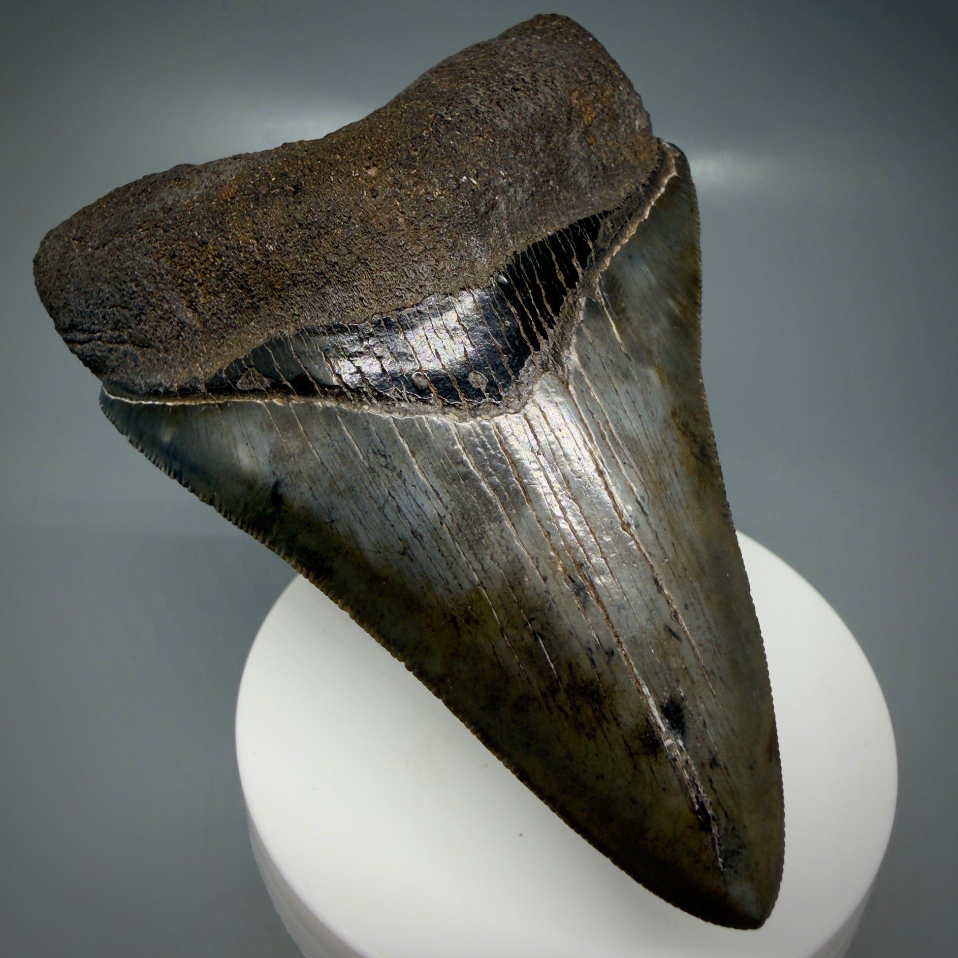 Front Left View 3.66" Fossil Megalodon Shark Tooth - Georgia - sharply serrated - Collector's Quality CM6153