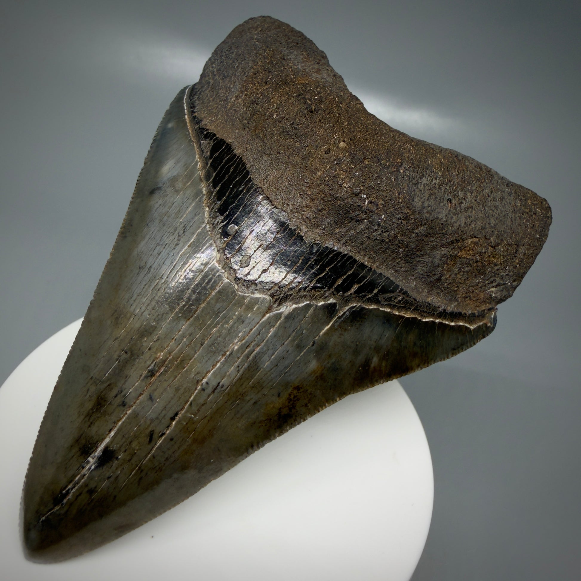 Front Right View 3.66" Fossil Megalodon Shark Tooth - Georgia - sharply serrated - Collector's Quality CM6153