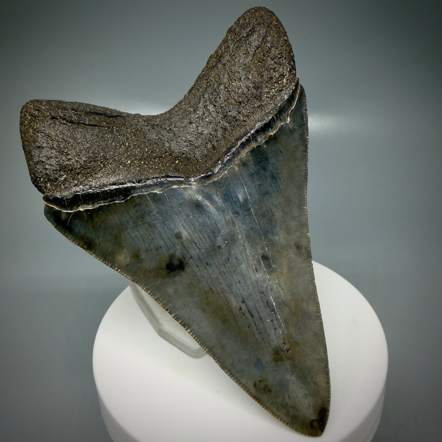 Back Left View 3.66" Fossil Megalodon Shark Tooth - Georgia - sharply serrated - Collector's Quality CM6153