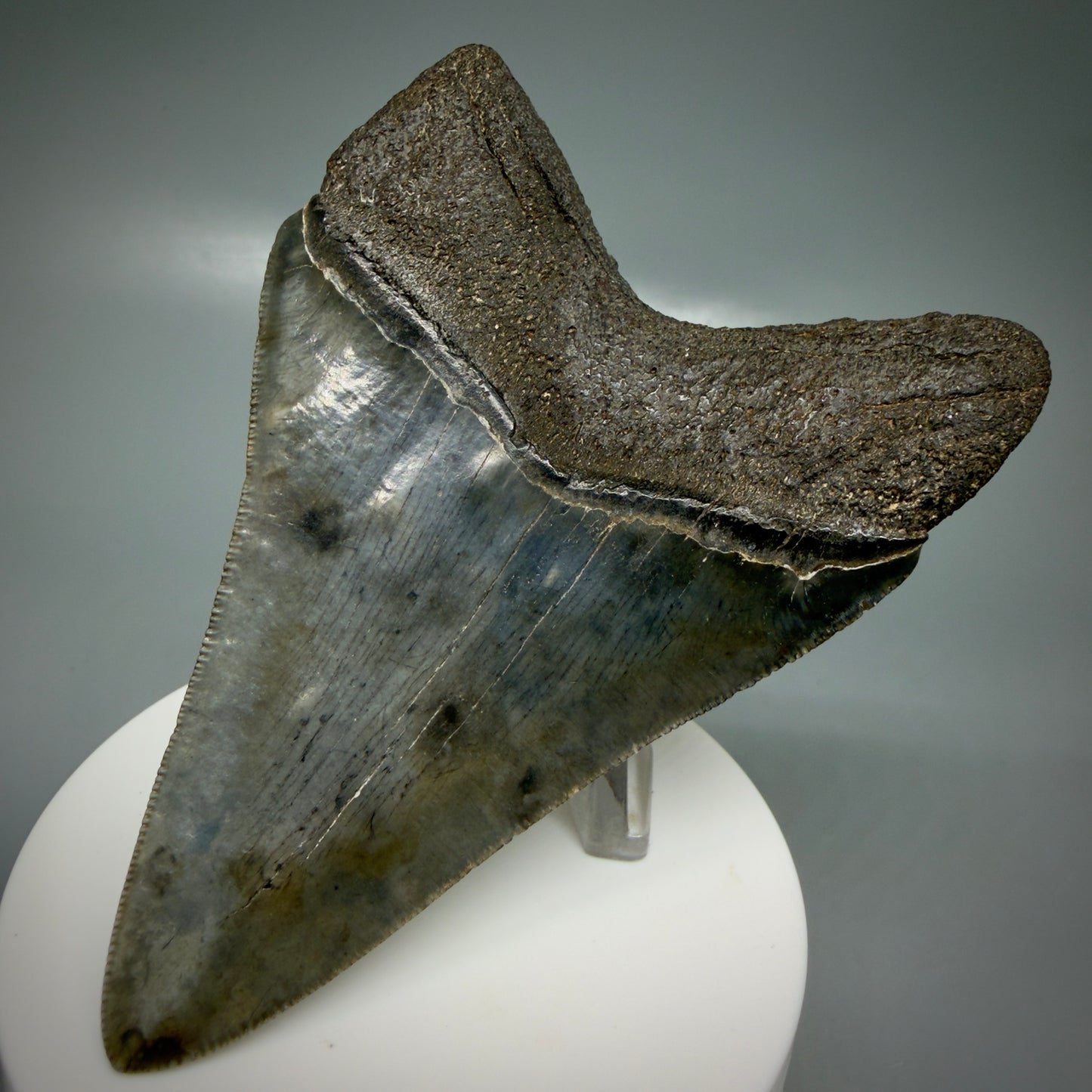 Back Right View 3.66" Fossil Megalodon Shark Tooth - Georgia - sharply serrated - Collector's Quality CM6153