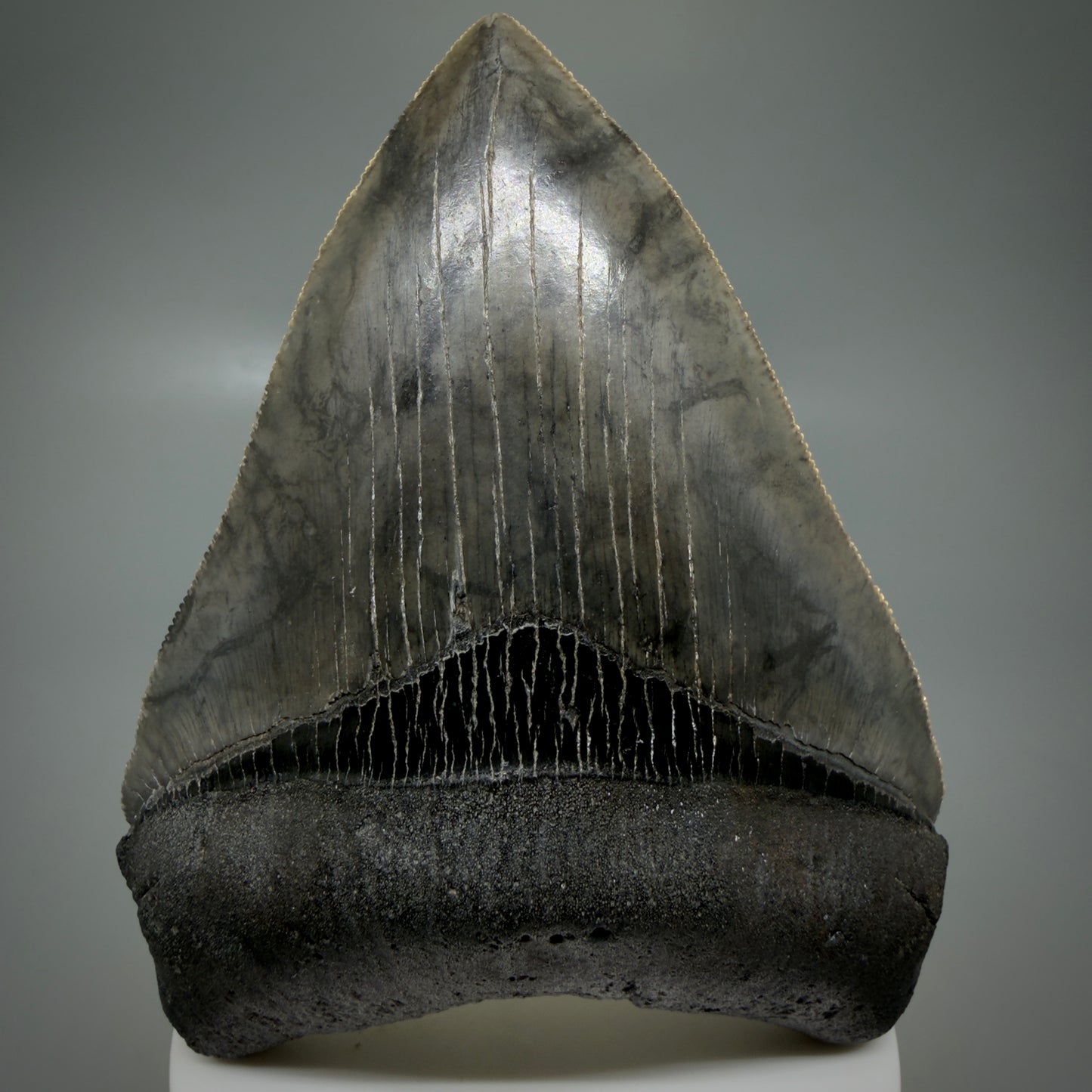 Front View 4.08" Fossil Megalodon Shark Tooth - Georgia - Heart-shaped sharply serrated - Collector's Quality CM6154 - 5