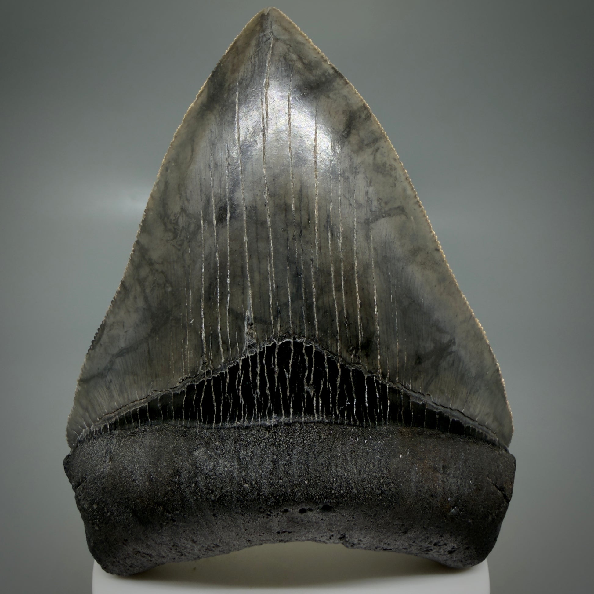 Front View 4.08" Fossil Megalodon Shark Tooth - Georgia - Heart-shaped sharply serrated - Collector's Quality CM6154 - 5