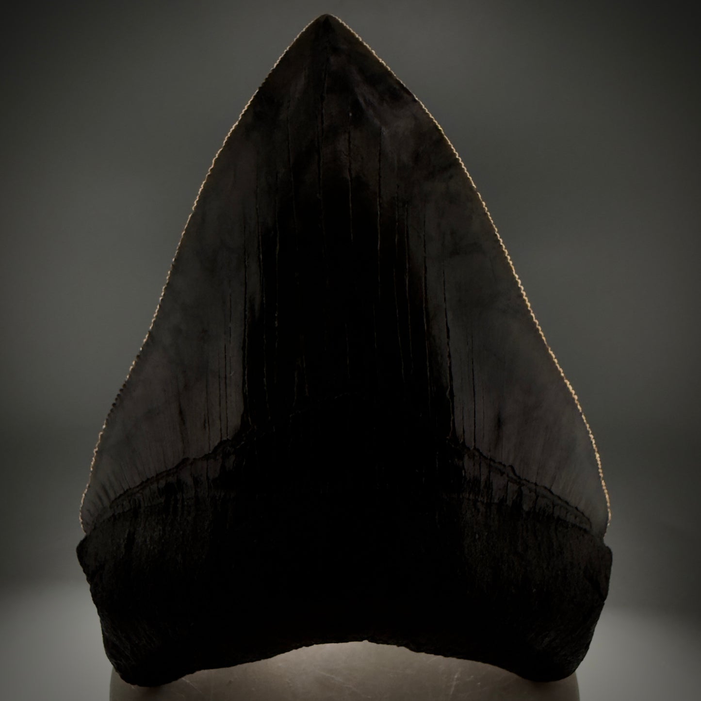 Front View 4.08" Fossil Megalodon Shark Tooth - Georgia - Heart-shaped sharply serrated - Collector's Quality CM6154 - 3