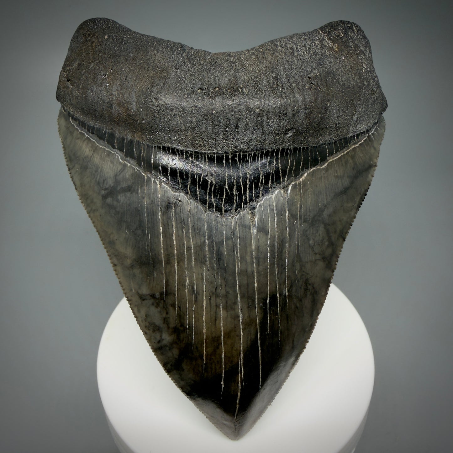 Front View 4.08" Fossil Megalodon Shark Tooth - Georgia - Heart-shaped sharply serrated - Collector's Quality CM6154 - 1
