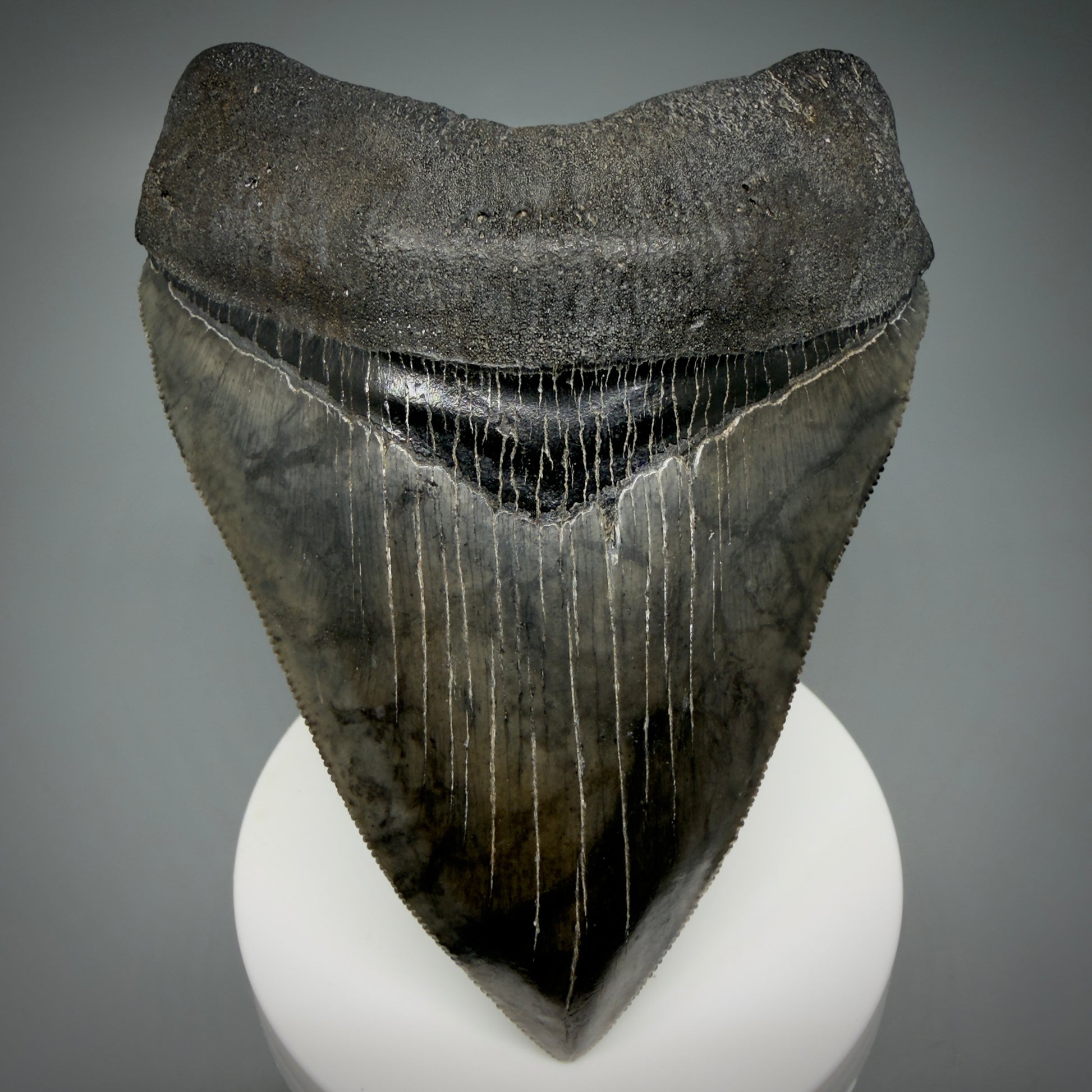 Front View 4.08" Fossil Megalodon Shark Tooth - Georgia - Heart-shaped sharply serrated - Collector's Quality CM6154 - 1