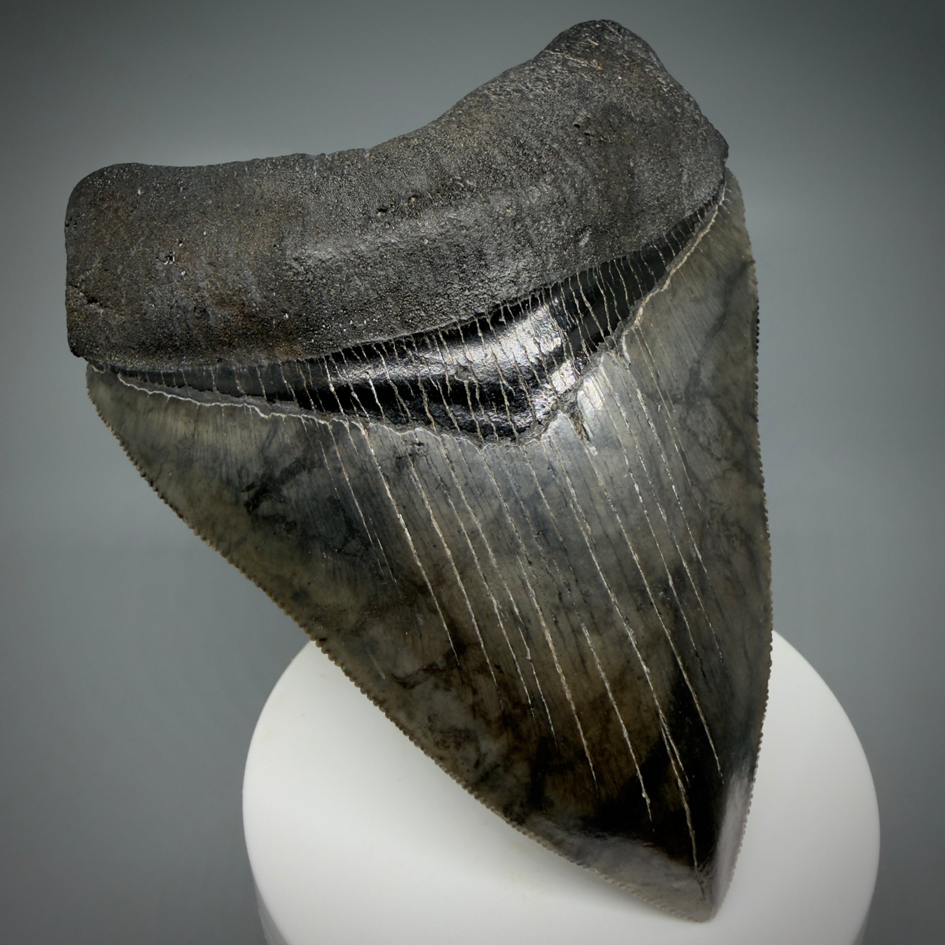 Front Left View 4.08" Fossil Megalodon Shark Tooth - Georgia - Heart-shaped sharply serrated - Collector's Quality CM6154