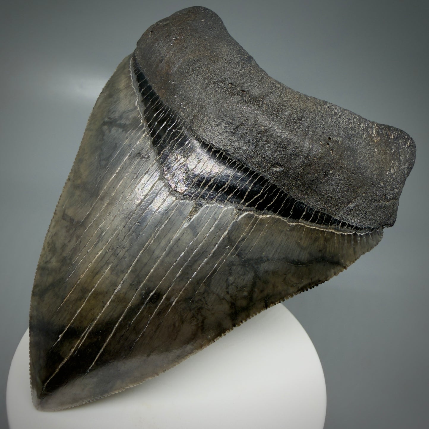 Front Right View 4.08" Fossil Megalodon Shark Tooth - Georgia - Heart-shaped sharply serrated - Collector's Quality CM6154