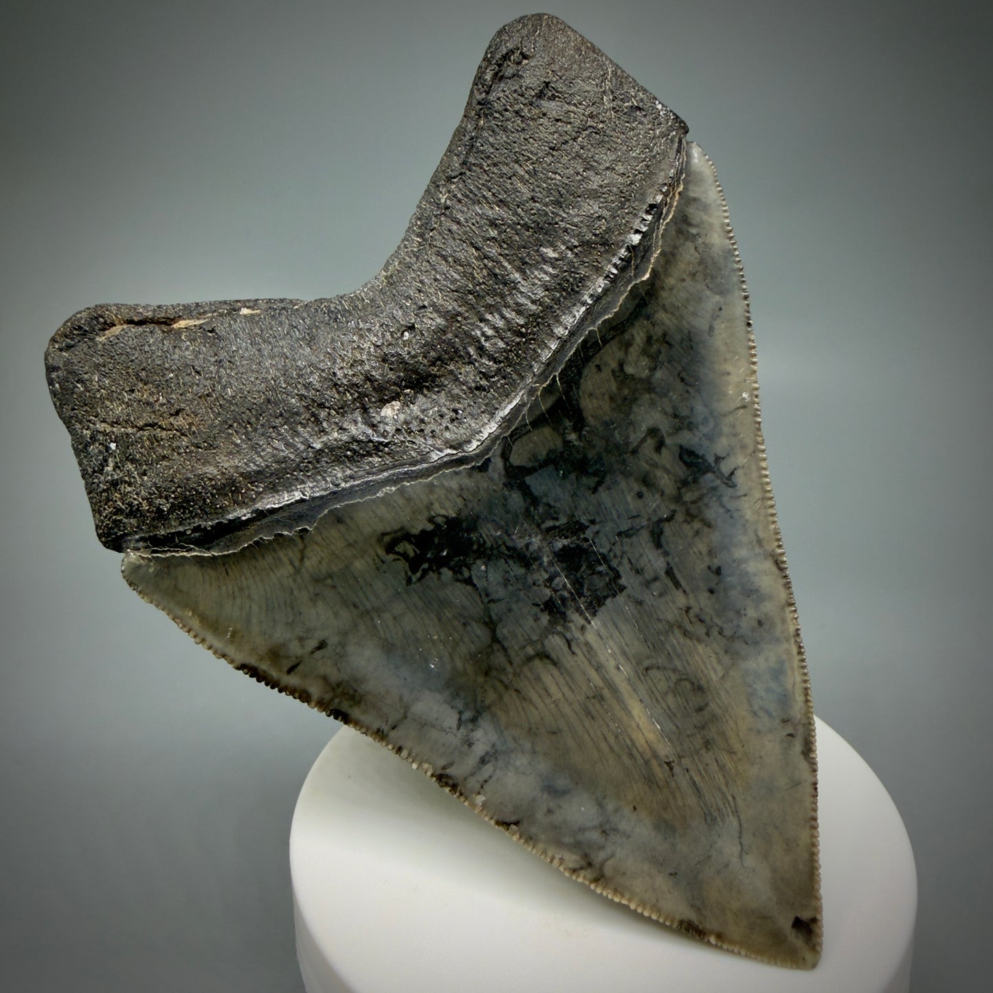 Back Left View 4.08" Fossil Megalodon Shark Tooth - Georgia - Heart-shaped sharply serrated - Collector's Quality CM6154
