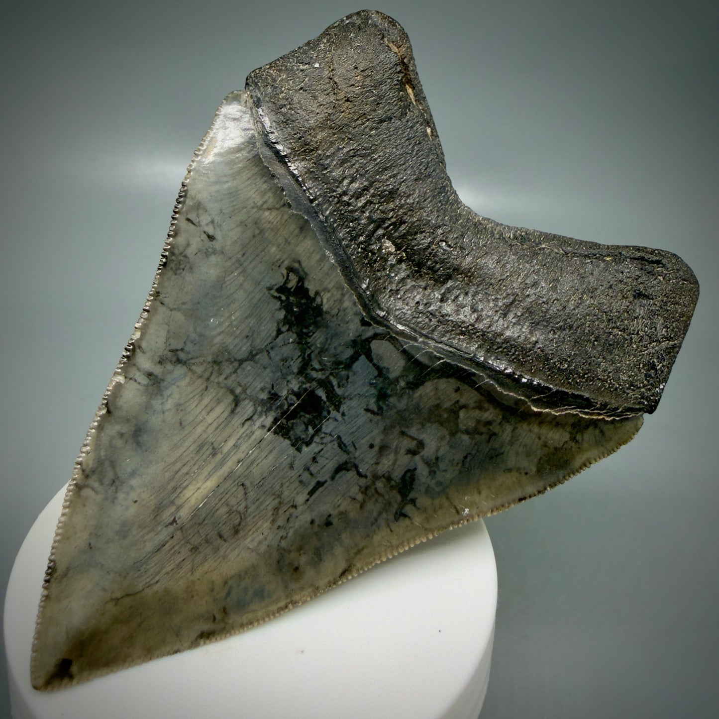 Back Right View 4.08" Fossil Megalodon Shark Tooth - Georgia - Heart-shaped sharply serrated - Collector's Quality CM6154