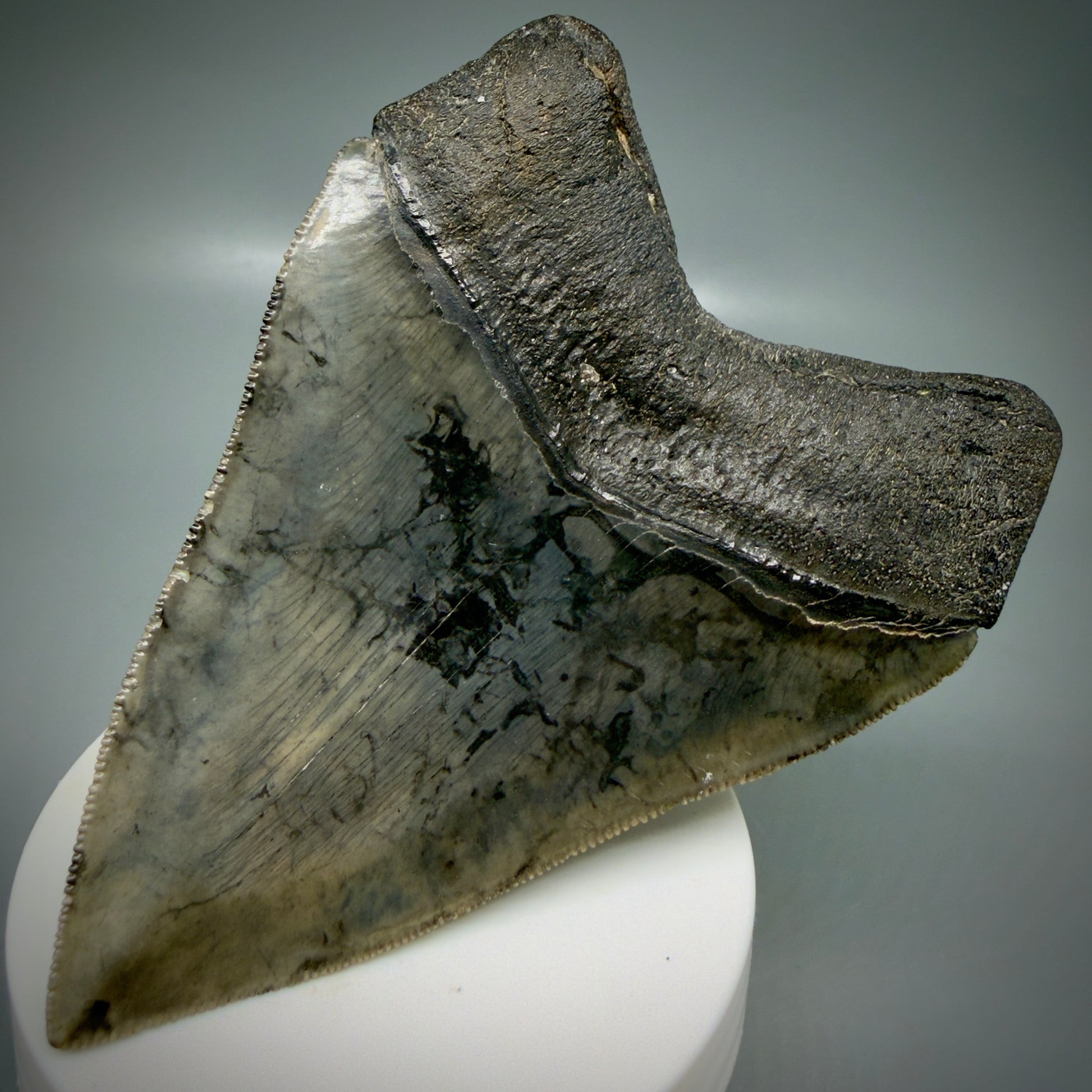 Back Right View 4.08" Fossil Megalodon Shark Tooth - Georgia - Heart-shaped sharply serrated - Collector's Quality CM6154