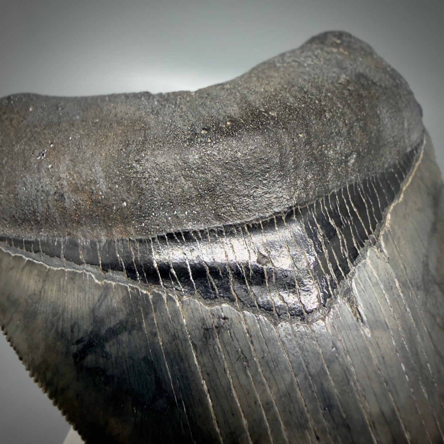 Bourlette detail View 4.08" Fossil Megalodon Shark Tooth - Georgia - Heart-shaped sharply serrated - Collector's Quality CM6154