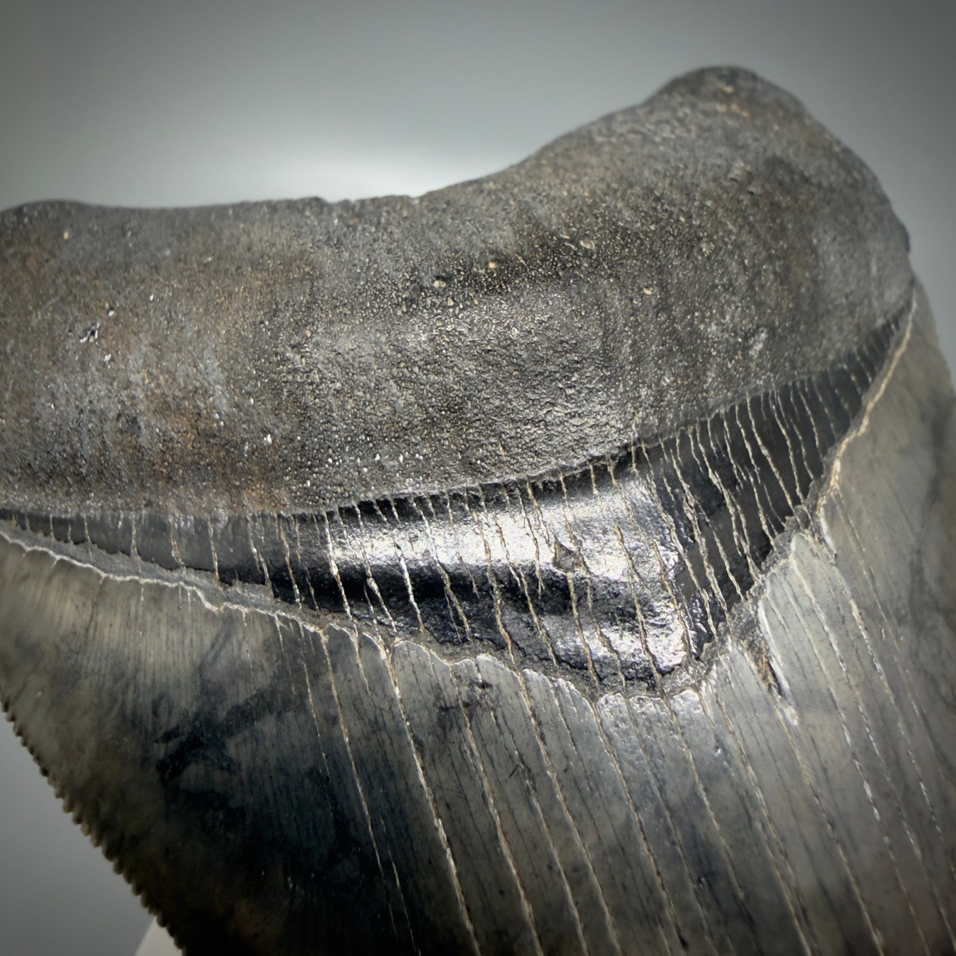 Bourlette detail View 4.08" Fossil Megalodon Shark Tooth - Georgia - Heart-shaped sharply serrated - Collector's Quality CM6154
