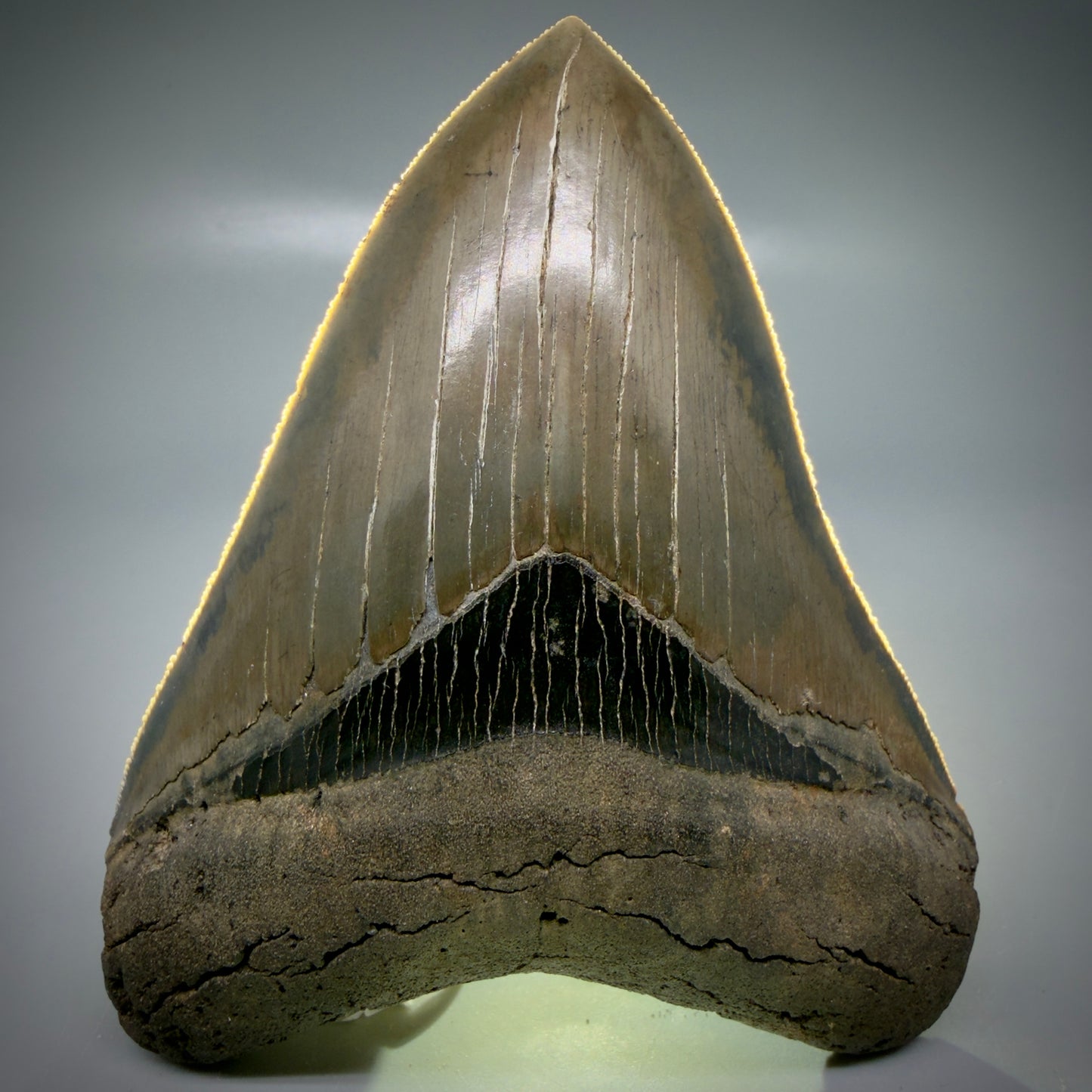 Front View 4.40" Fossil Megalodon Shark Tooth - Georgia - Heart-shaped sharply serrated - Collector's Quality CM6155 - 4