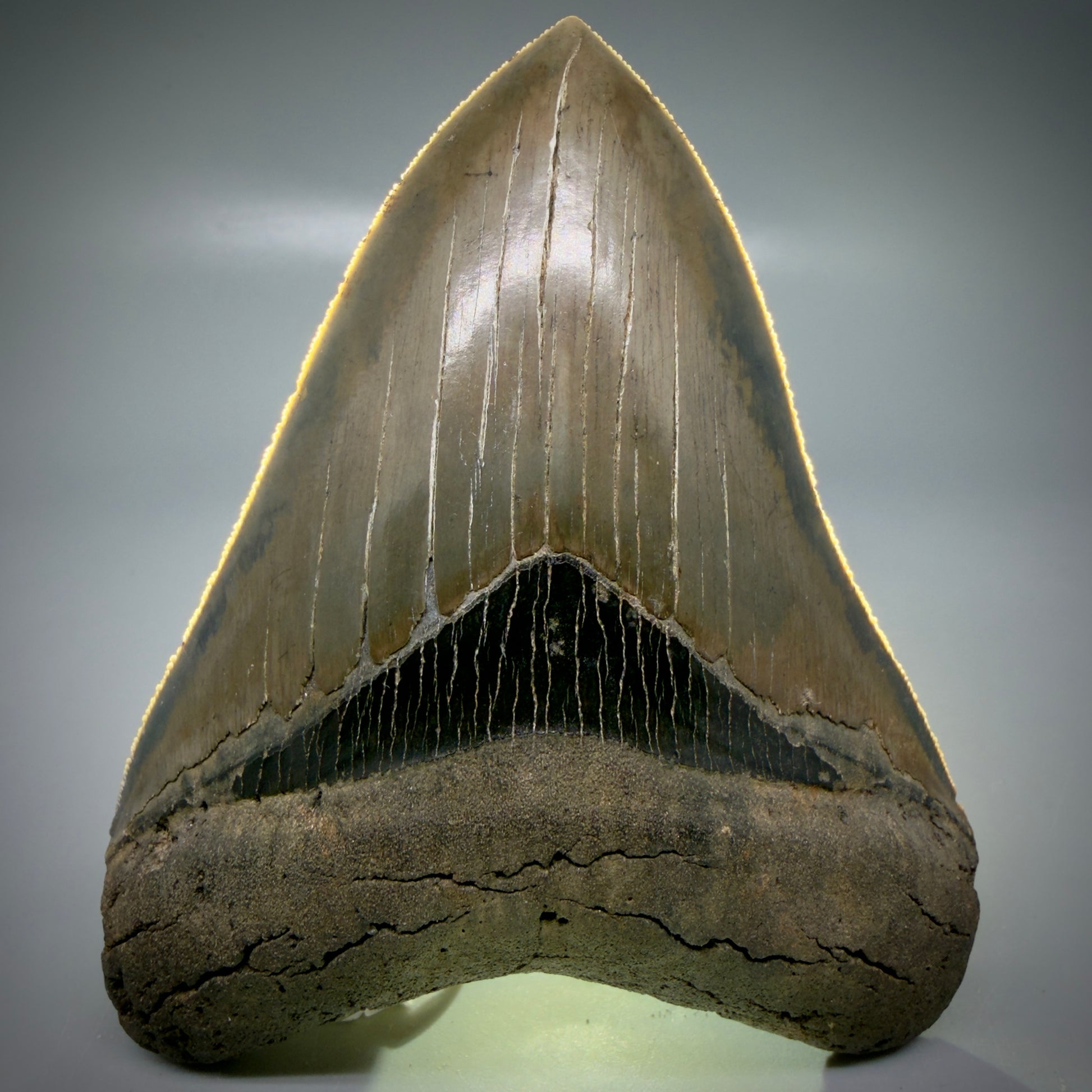 Front View 4.40" Fossil Megalodon Shark Tooth - Georgia - Heart-shaped sharply serrated - Collector's Quality CM6155 - 4