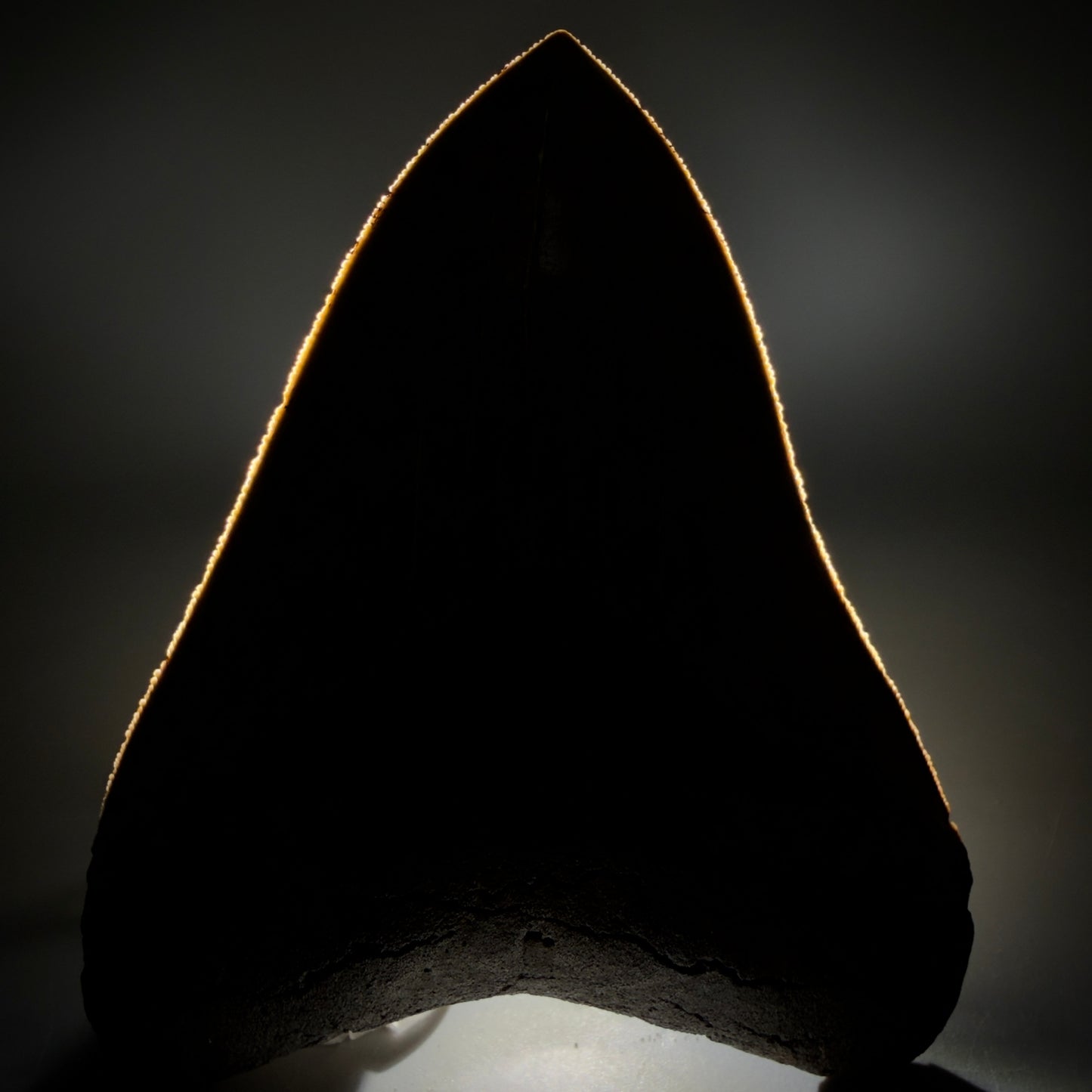 Front View 4.40" Fossil Megalodon Shark Tooth - Georgia - Heart-shaped sharply serrated - Collector's Quality CM6155 - 2