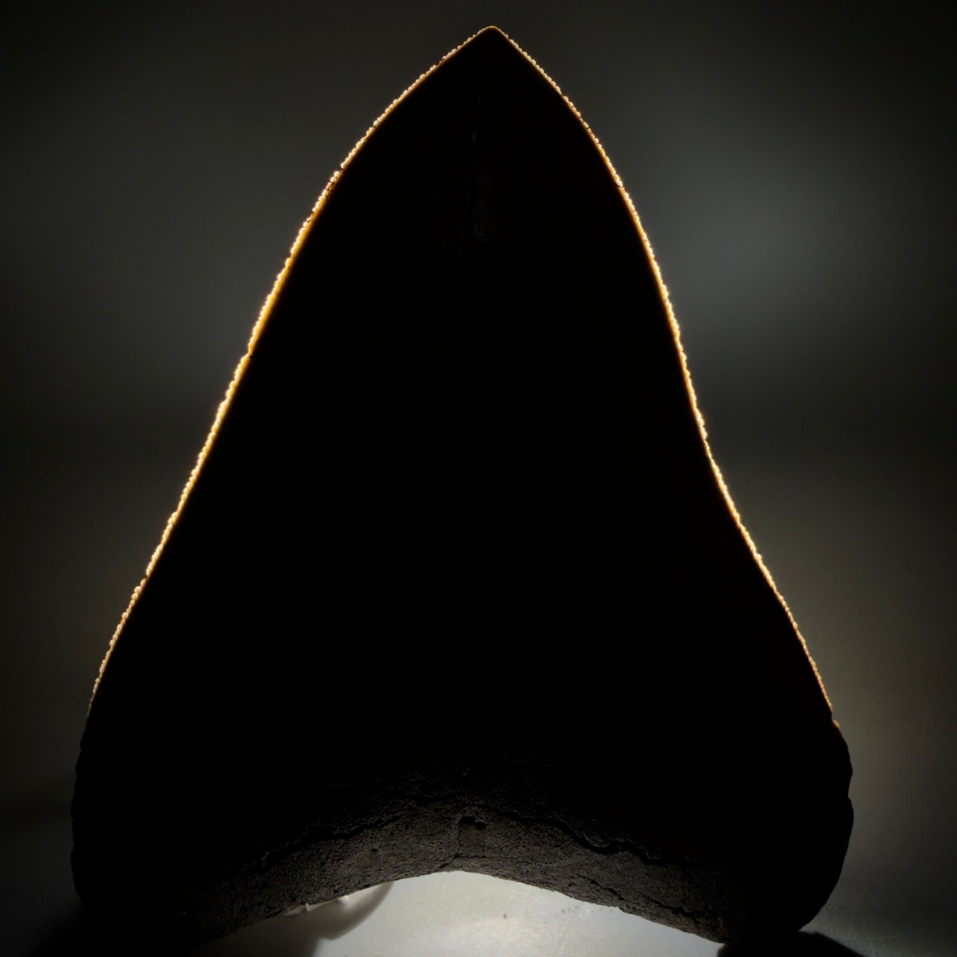Front View 4.40" Fossil Megalodon Shark Tooth - Georgia - Heart-shaped sharply serrated - Collector's Quality CM6155 - 2