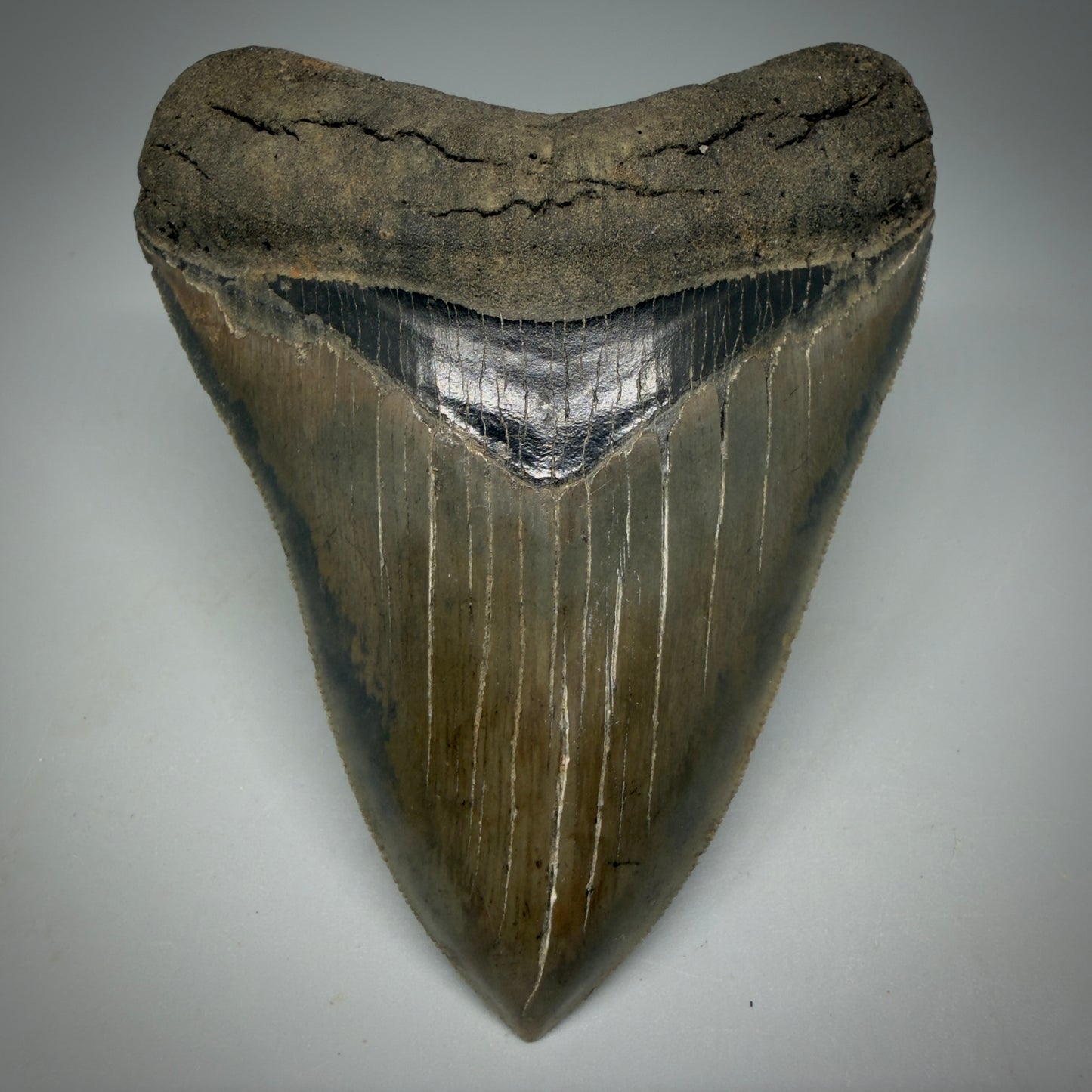 Front View 4.40" Fossil Megalodon Shark Tooth - Georgia - Heart-shaped sharply serrated - Collector's Quality CM6155 - 1