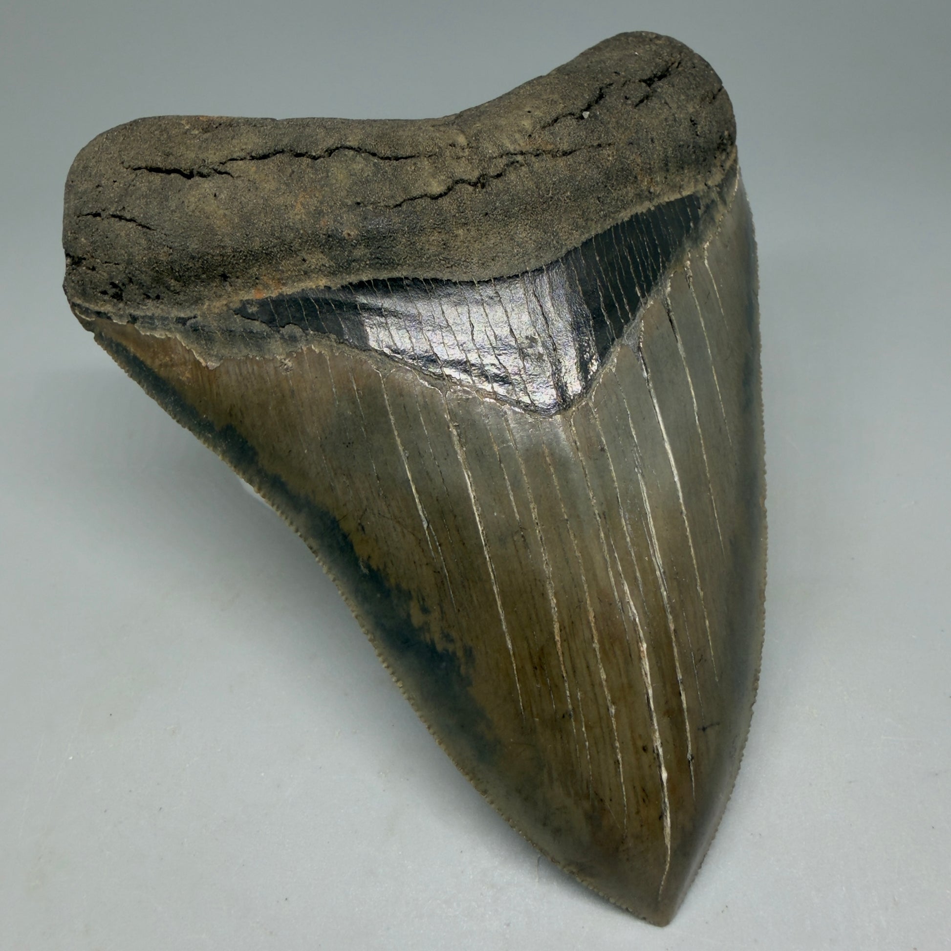 Front Left View 4.40" Fossil Megalodon Shark Tooth - Georgia - Heart-shaped sharply serrated - Collector's Quality CM6155