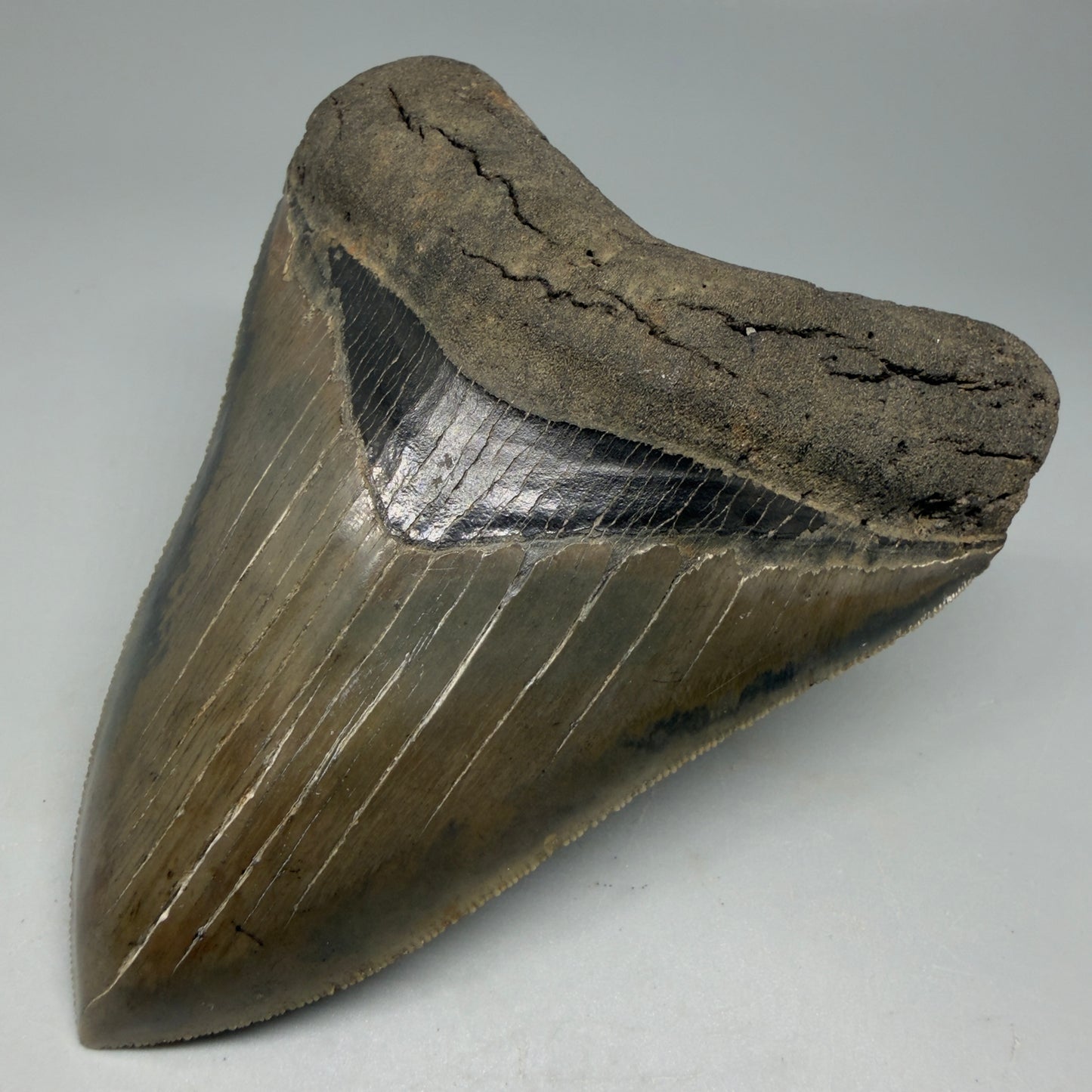 Front Right View 4.40" Fossil Megalodon Shark Tooth - Georgia - Heart-shaped sharply serrated - Collector's Quality CM6155