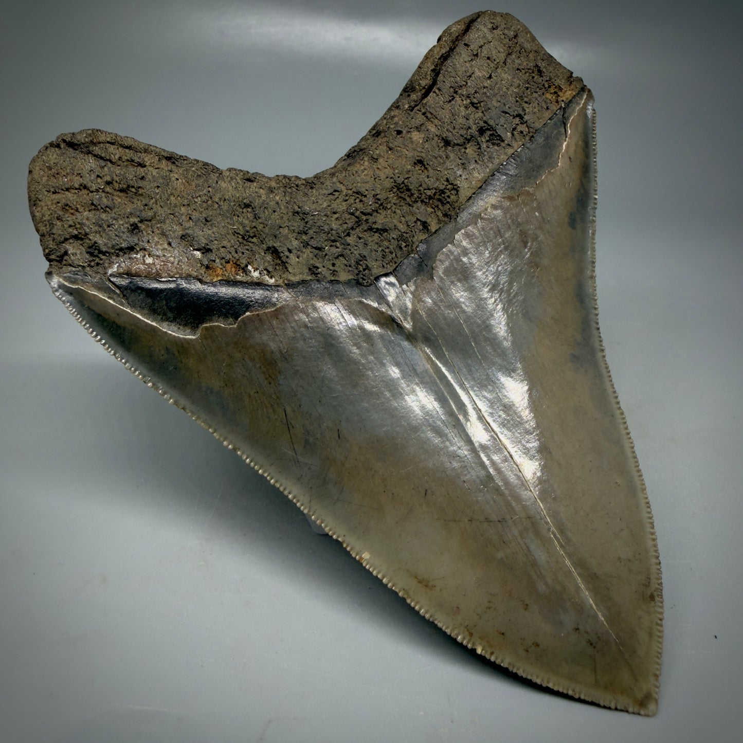 Back Left View 4.40" Fossil Megalodon Shark Tooth - Georgia - Heart-shaped sharply serrated - Collector's Quality CM6155