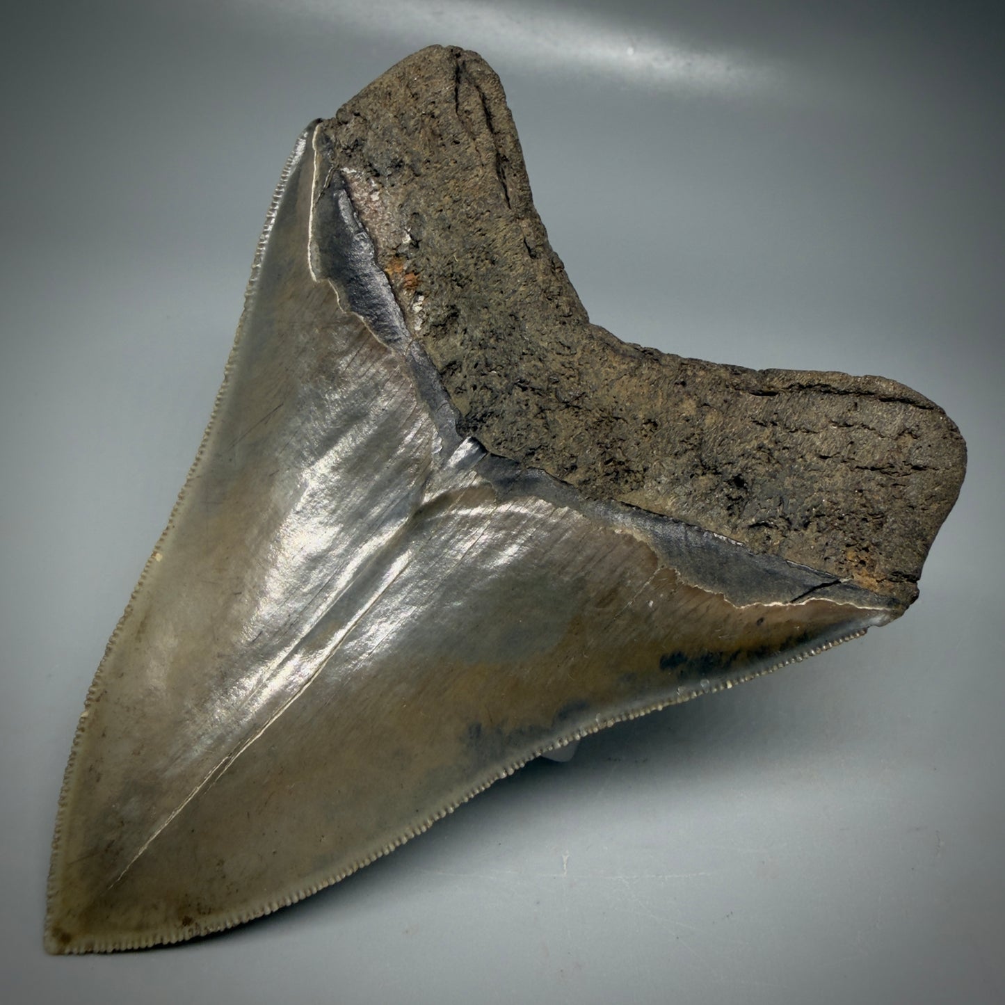 Back Right View 4.40" Fossil Megalodon Shark Tooth - Georgia - Heart-shaped sharply serrated - Collector's Quality CM6155
