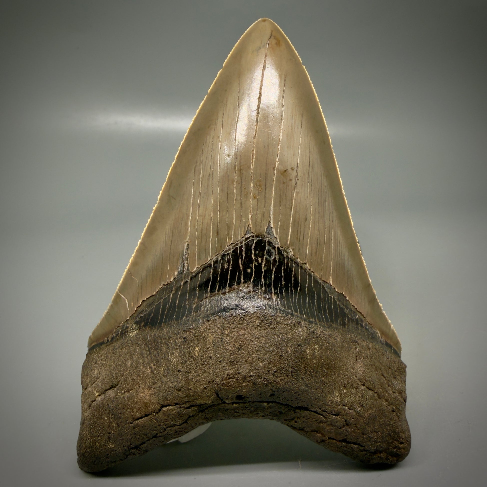 Front View Colorful, high quality Lower 4.55" Fossil Megalodon Tooth from Georgia, USA CM6156 - 2