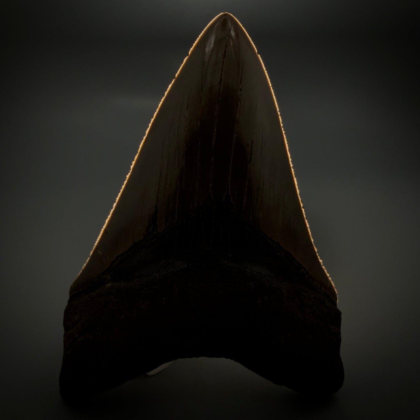 Front View Colorful, high quality Lower 4.55" Fossil Megalodon Tooth from Georgia, USA CM6156 - 1