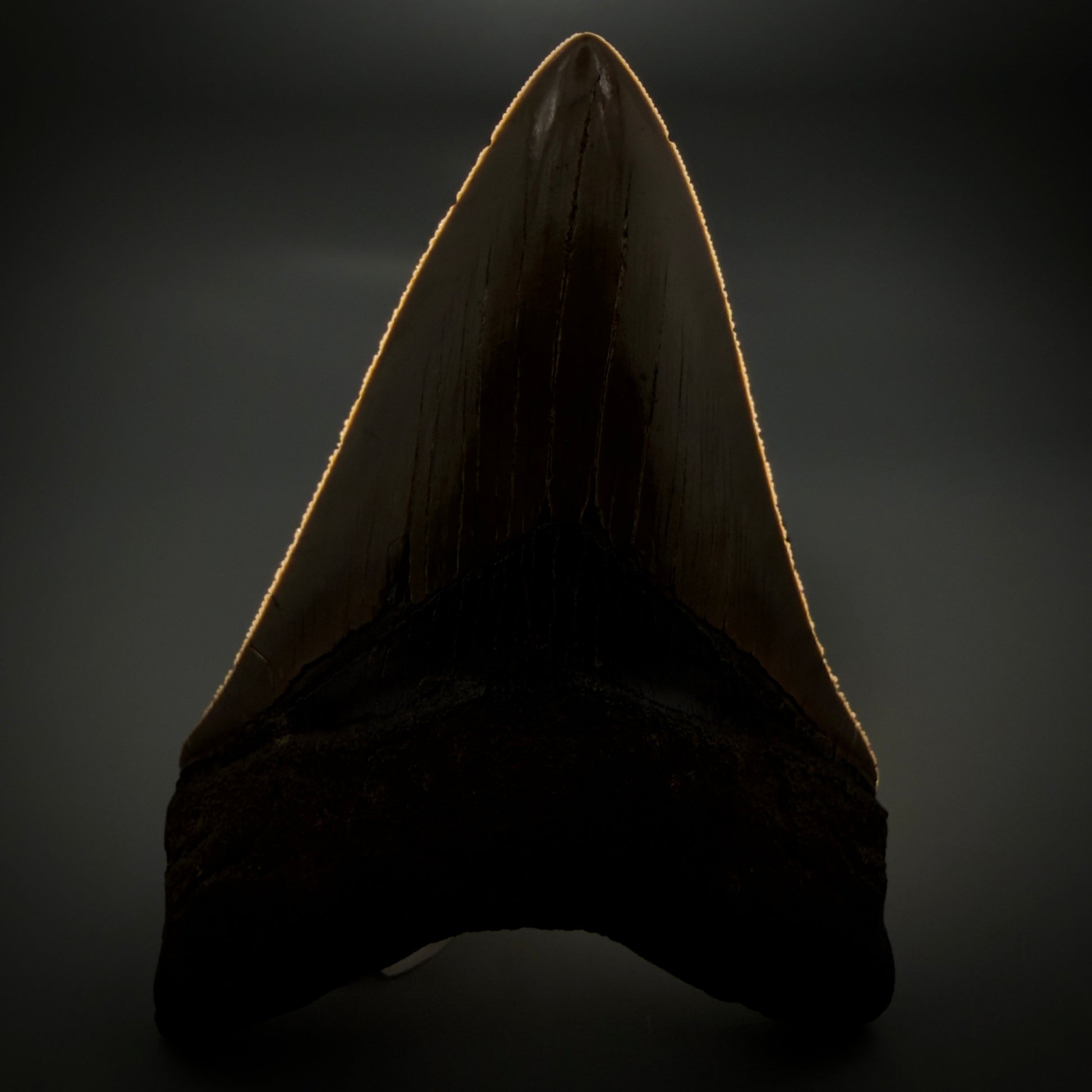 Front View Colorful, high quality Lower 4.55" Fossil Megalodon Tooth from Georgia, USA CM6156 - 1