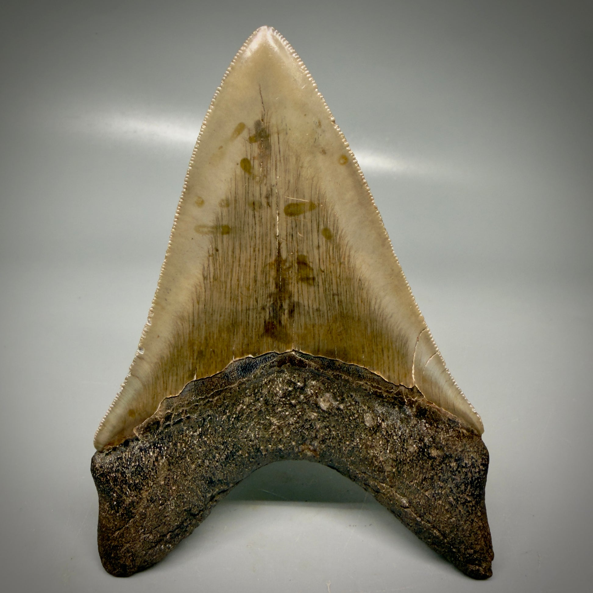 Back View Colorful, high quality Lower 4.55" Fossil Megalodon Tooth from Georgia, USA CM6156