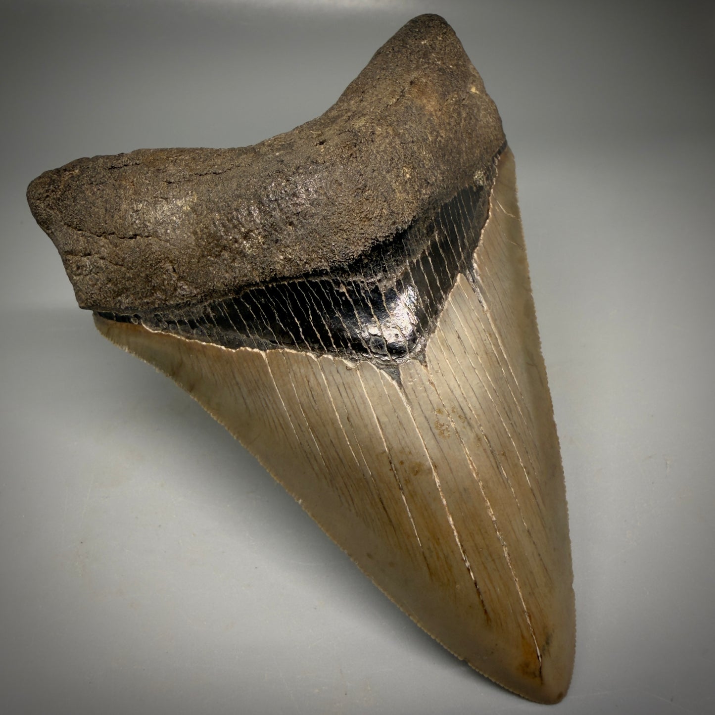 Front Left View Colorful, high quality Lower 4.55" Fossil Megalodon Tooth from Georgia, USA CM6156