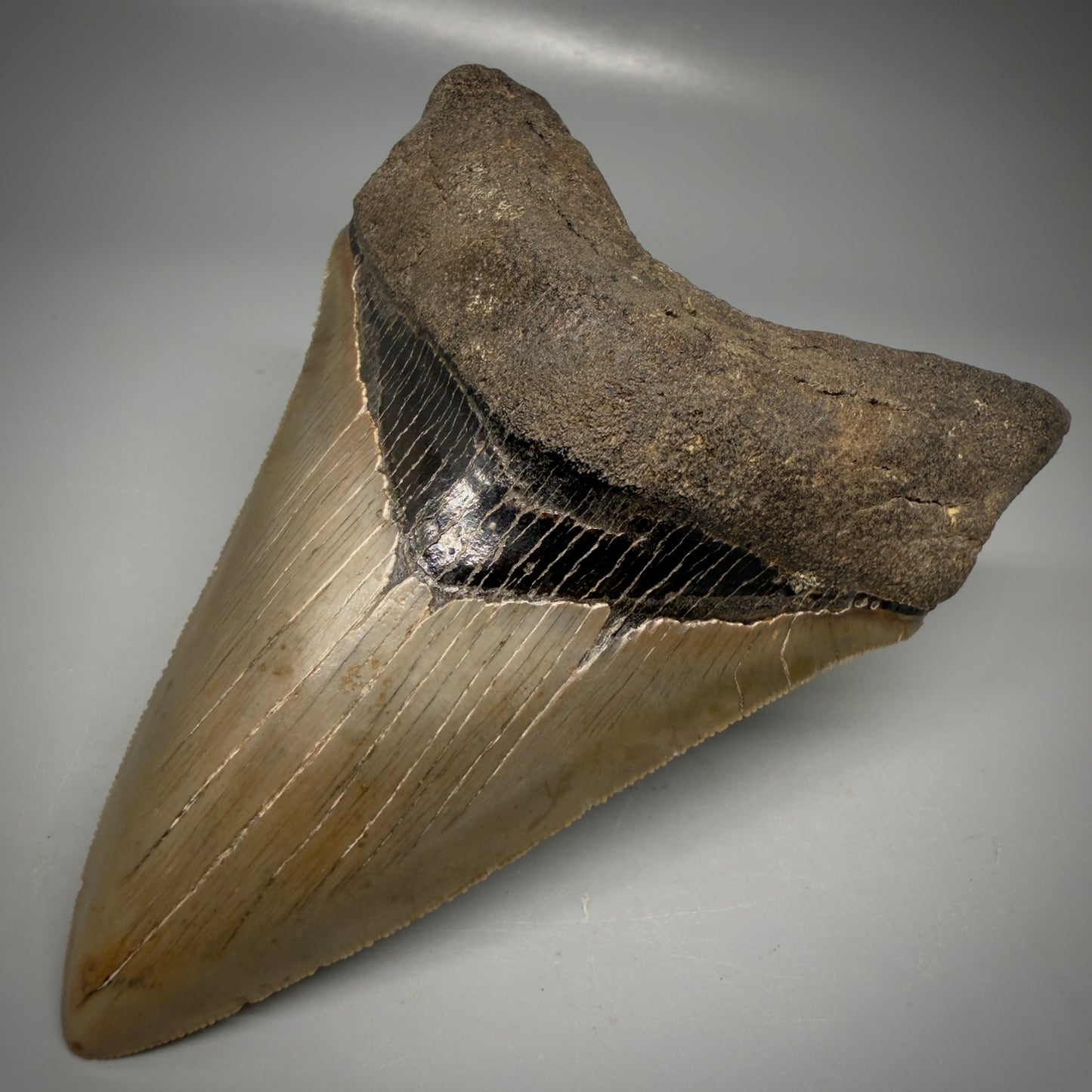 Front Right View Colorful, high quality Lower 4.55" Fossil Megalodon Tooth from Georgia, USA CM6156