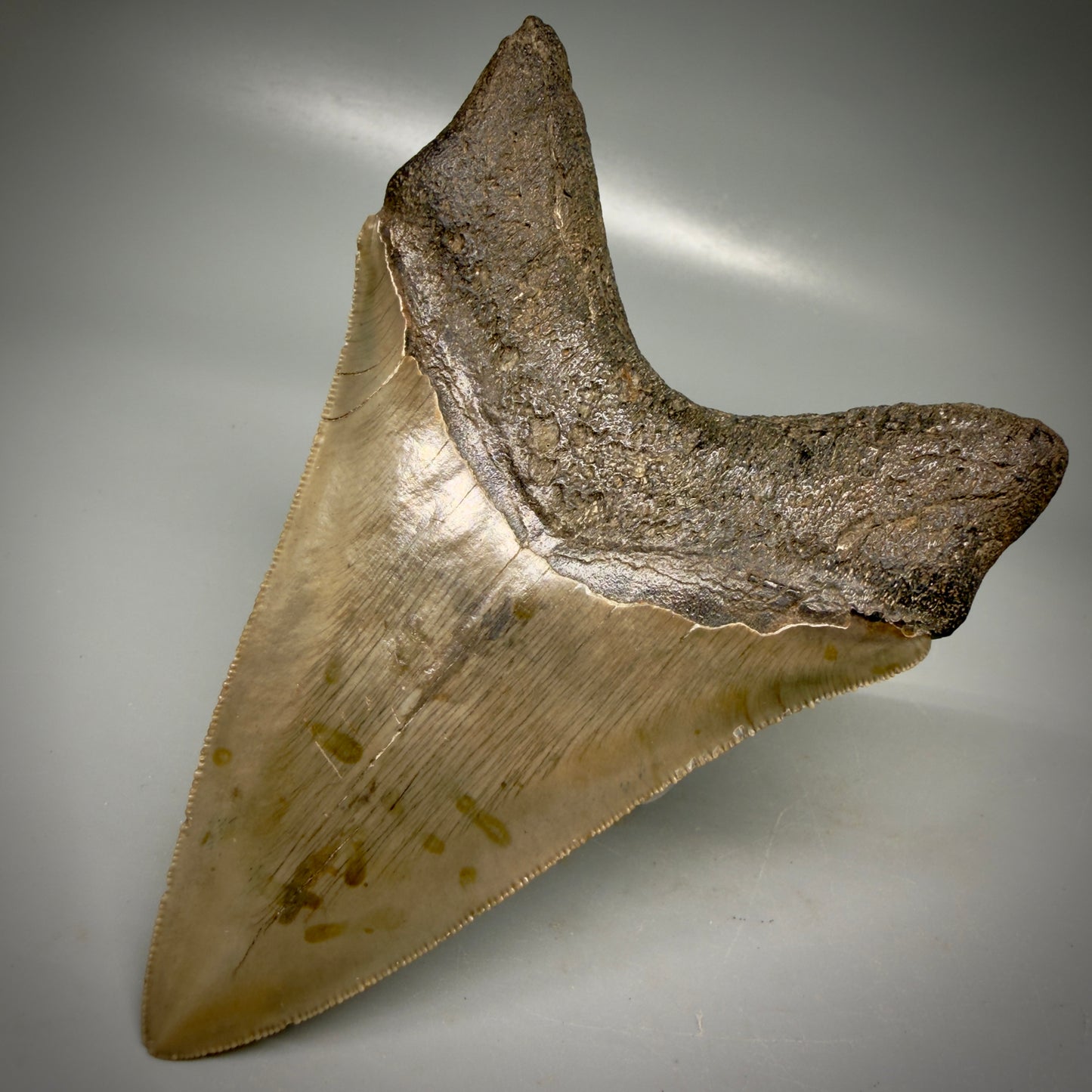 Back Back View Colorful, high quality Lower 4.55" Fossil Megalodon Tooth from Georgia, USA CM6156