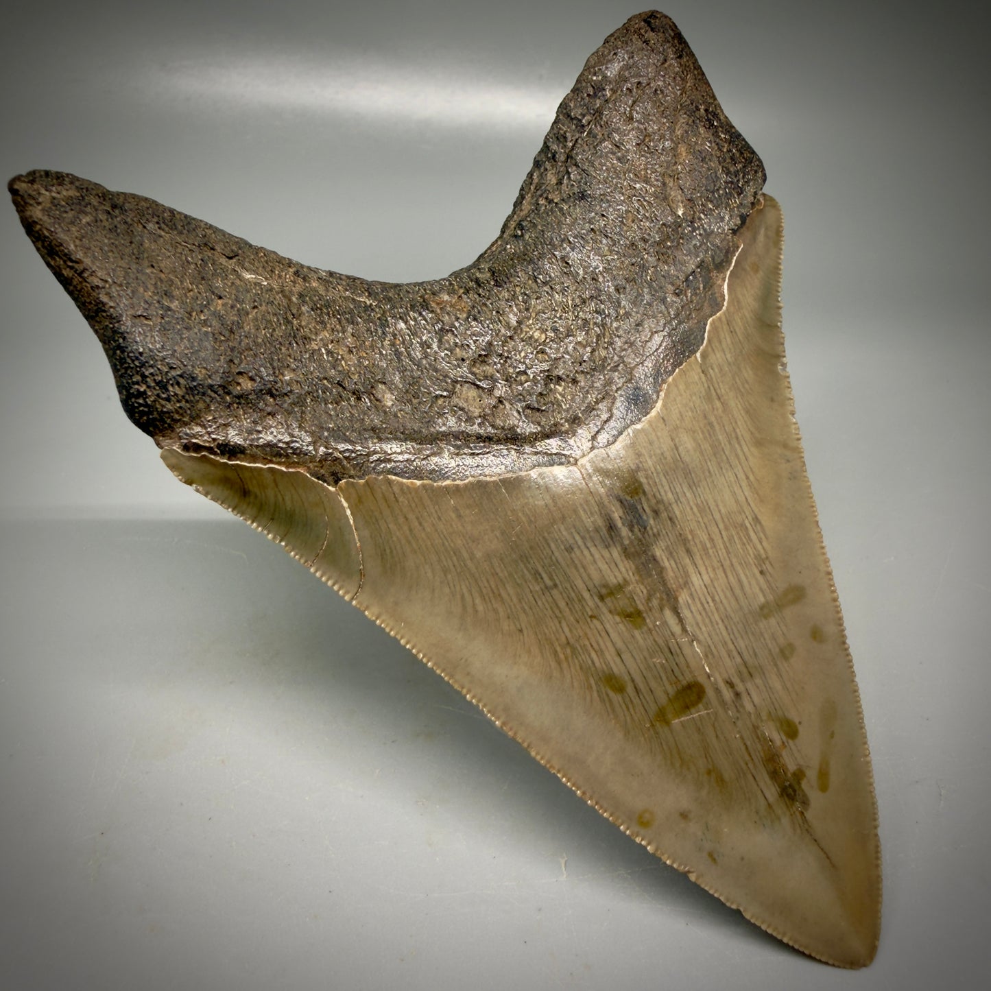 Back Left View Colorful, high quality Lower 4.55" Fossil Megalodon Tooth from Georgia, USA CM6156
