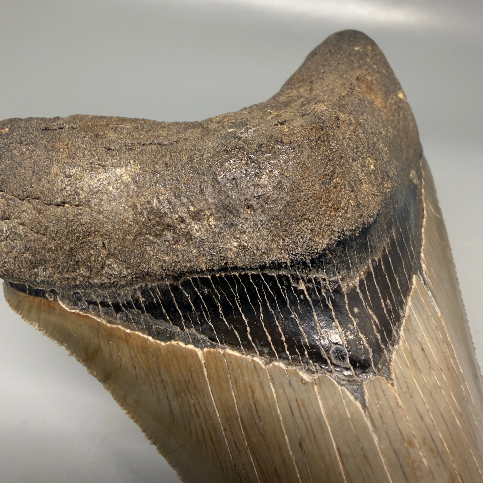 Bourlette detail View Colorful, high quality Lower 4.55" Fossil Megalodon Tooth from Georgia, USA CM6156